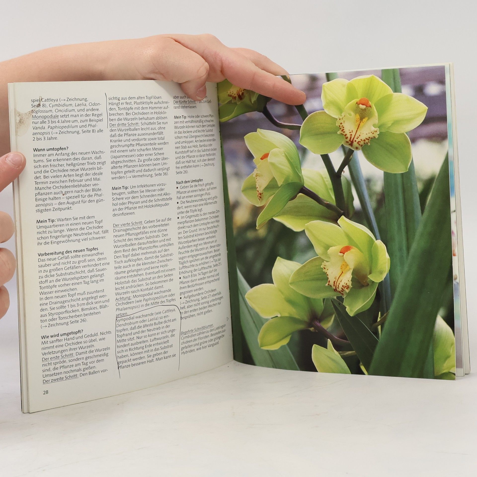 Halina Heitz Orchideen