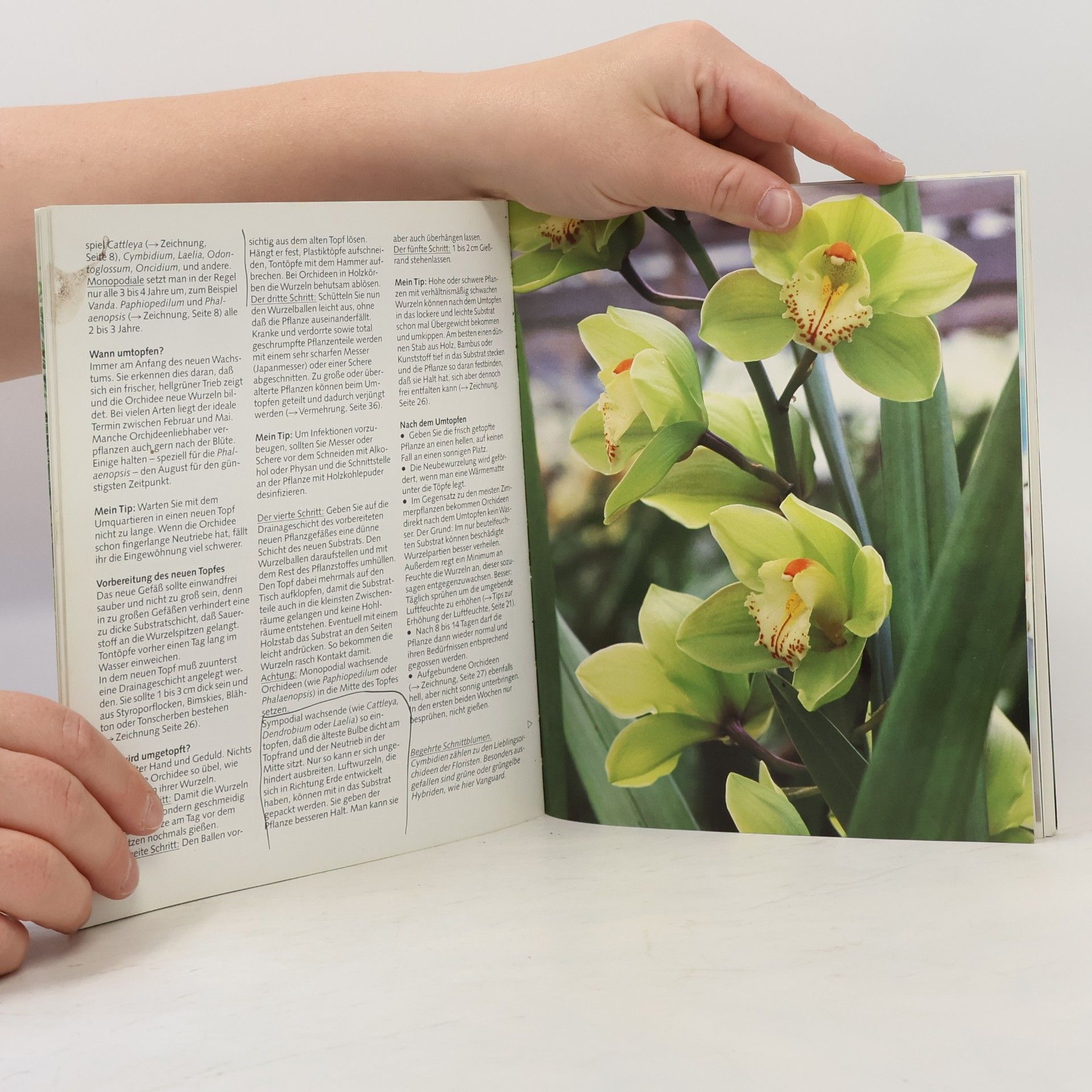 Halina Heitz Orchideen