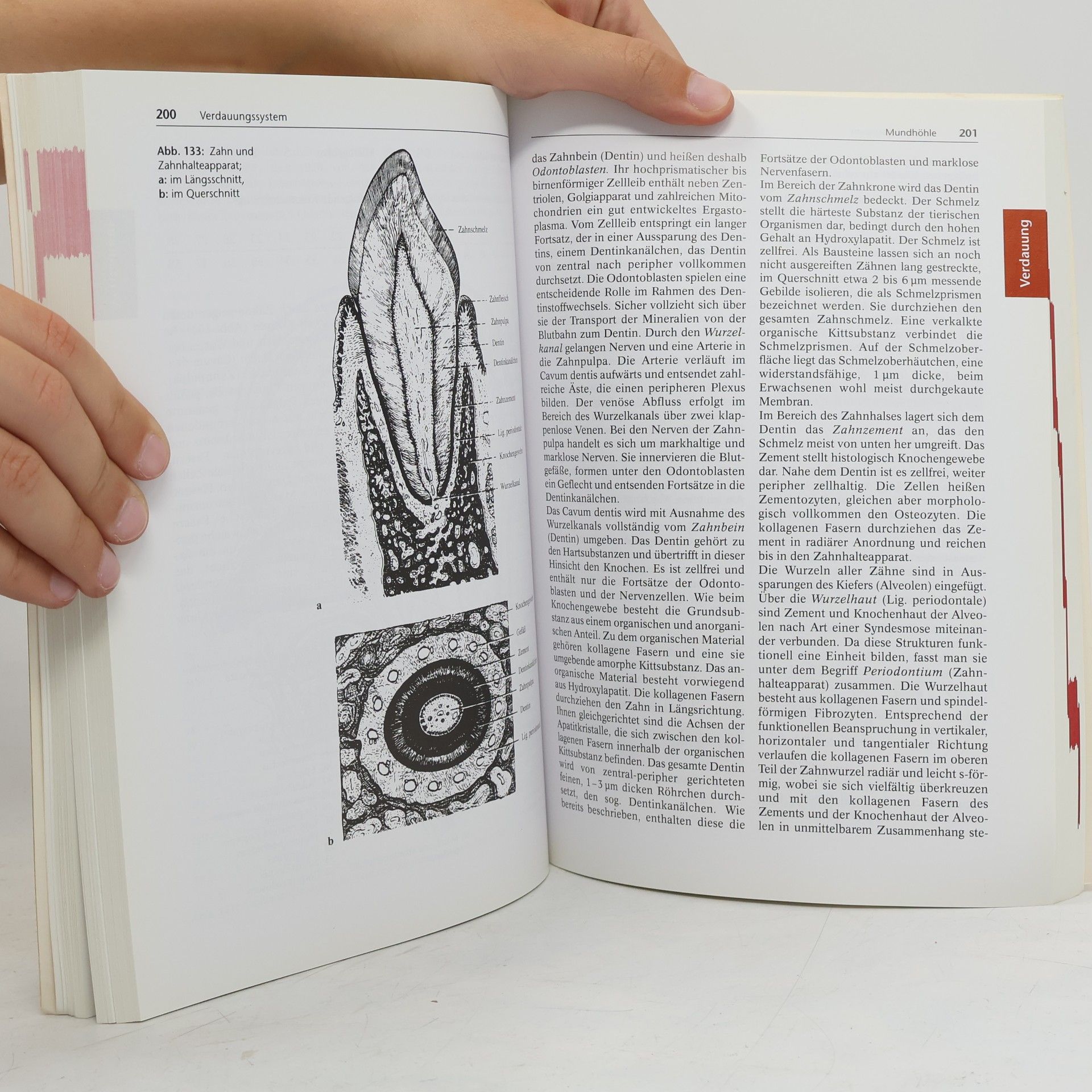 Gerald Leutert Systematische und funktionelle Anatomie für medizinische Assistenzberufe - 10. Auflage