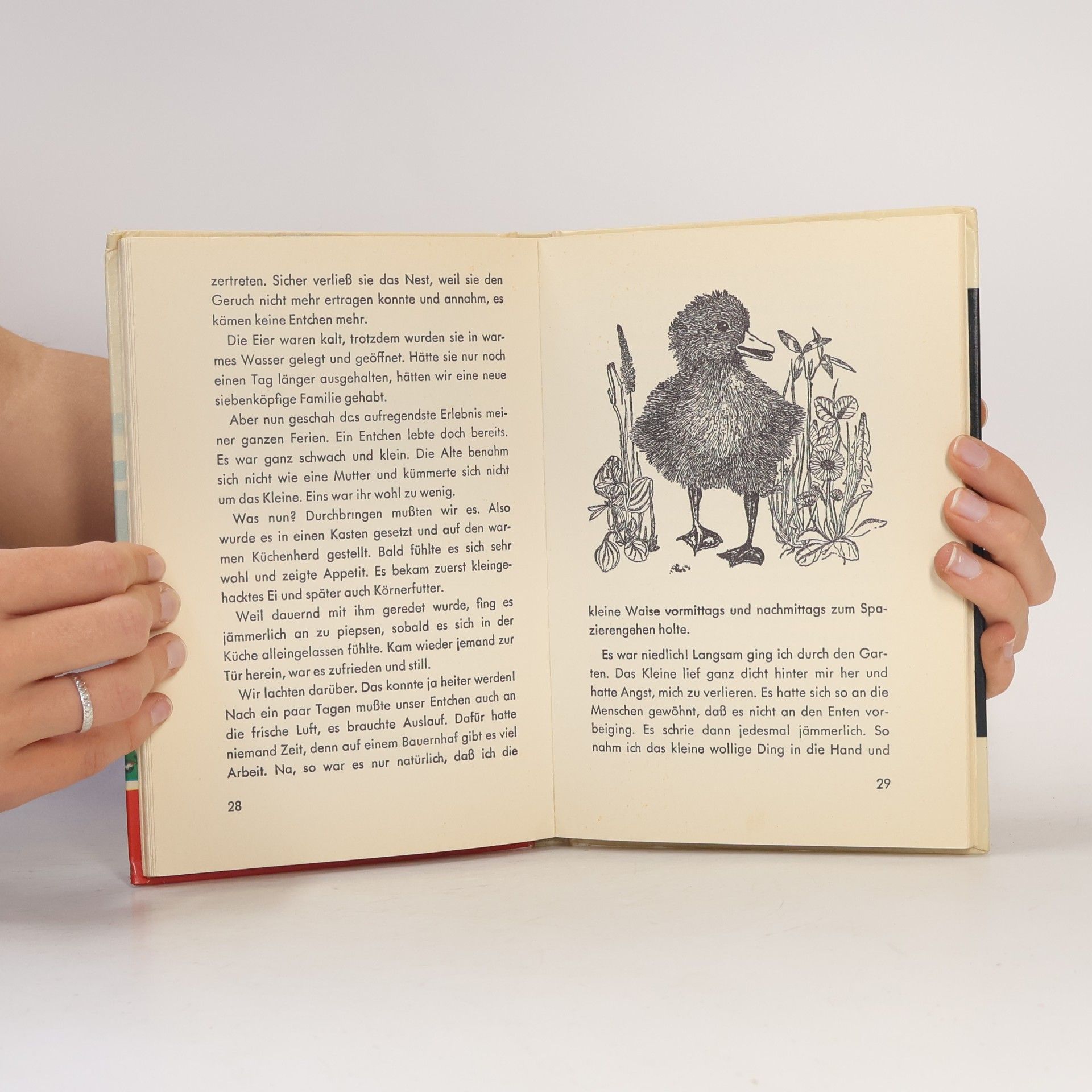 kolektiv Goldige Tierkinder