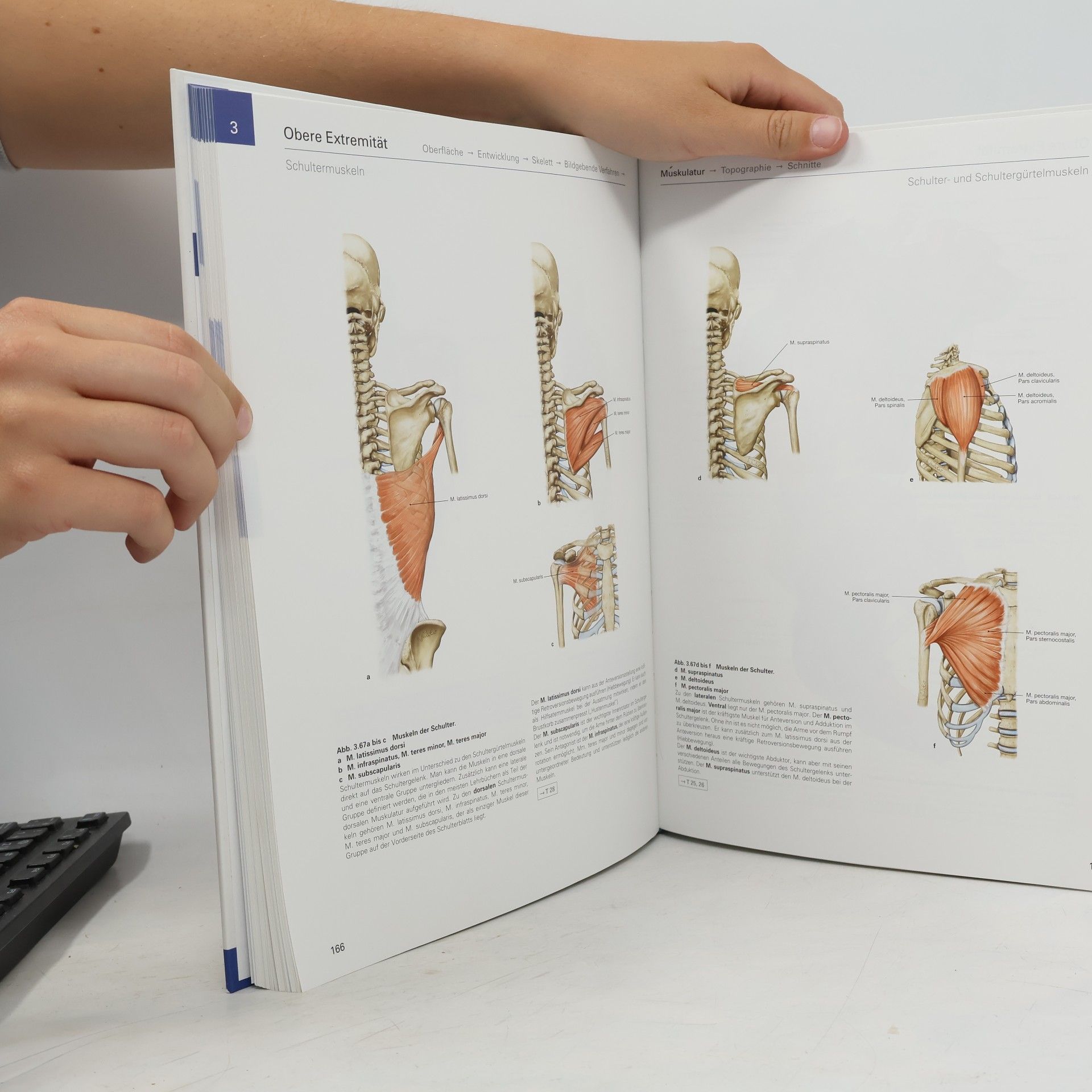 Johannes Sobotta Allgemeine Anatomie und Bewegungsapparat