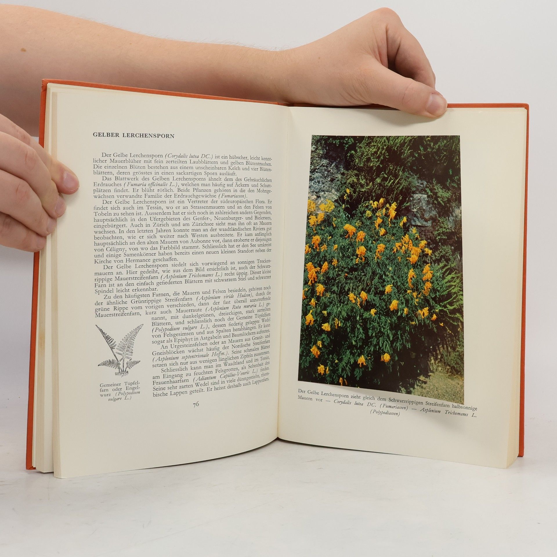Various authors Die Schweiz als Blumenland