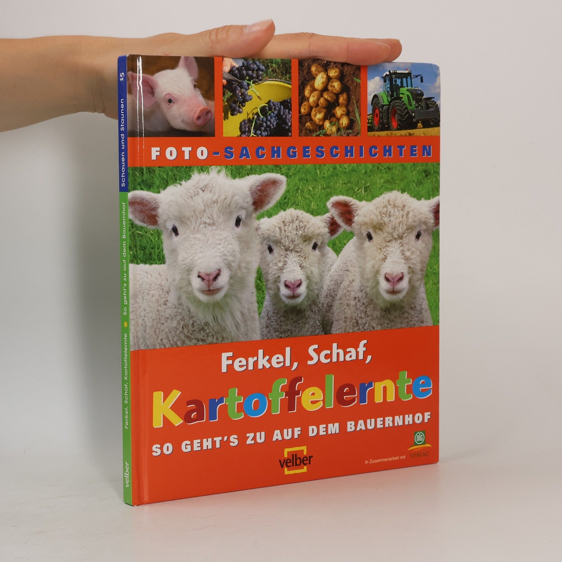Ferkel, Schaf, Kartoffelernte