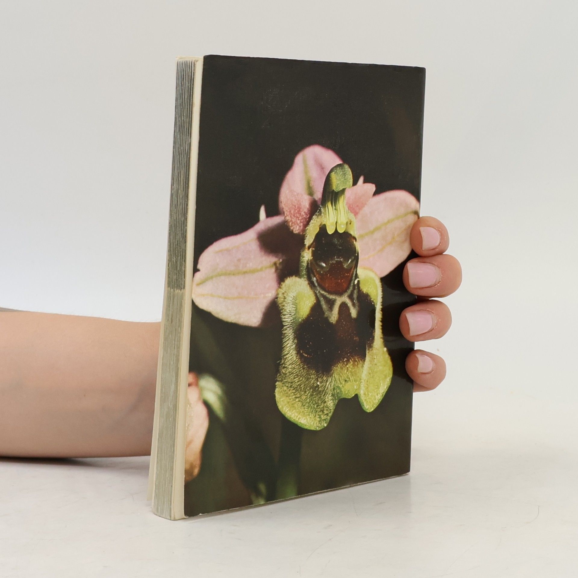 Paula Kohlhaupt Mittelmeer-Flora
