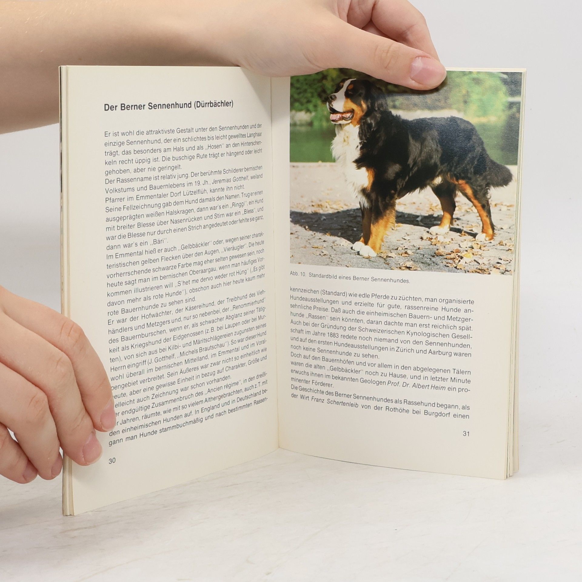 Hans Räber Schweizer Sennenhunde