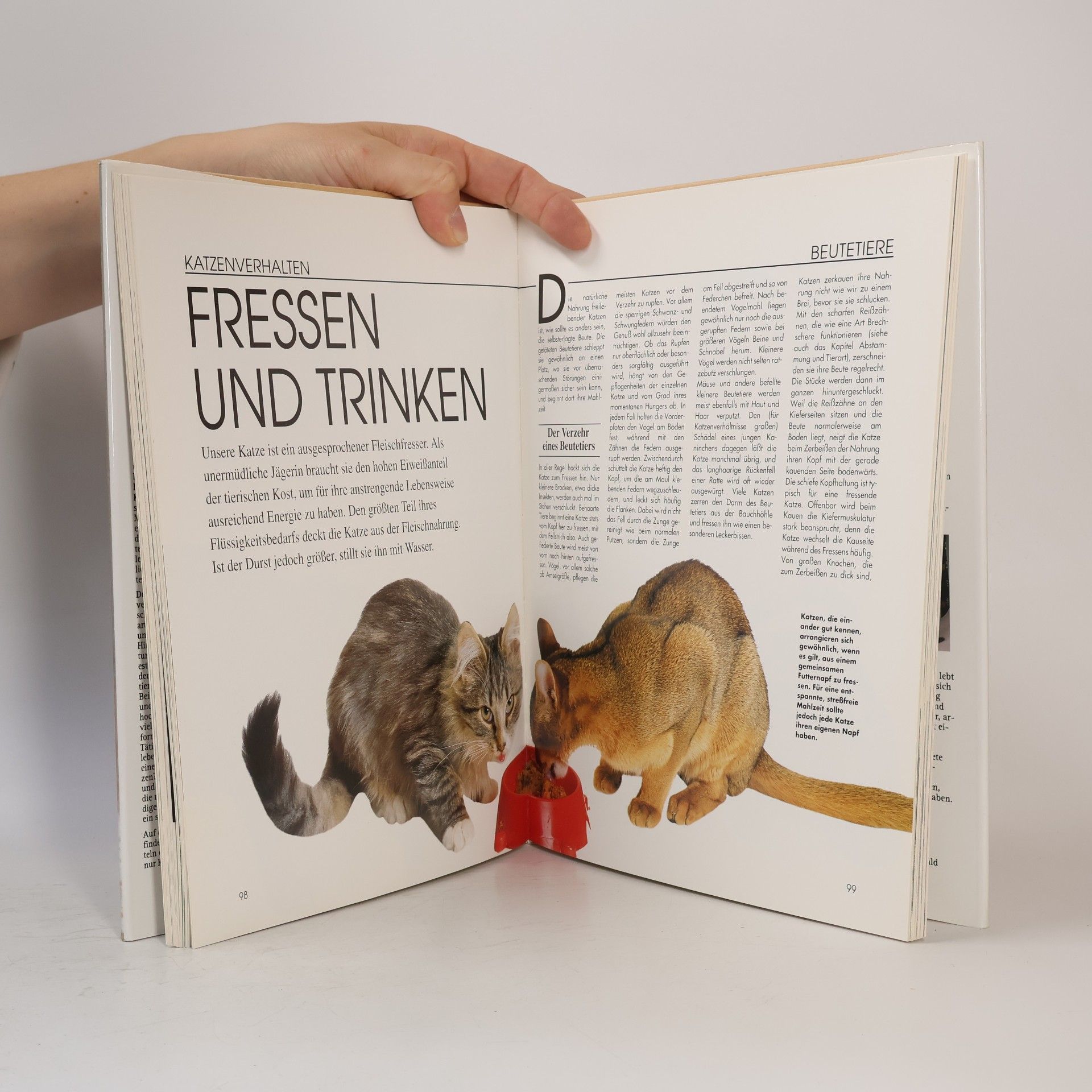Helga Hofmann Katzen Richtig Verstehen