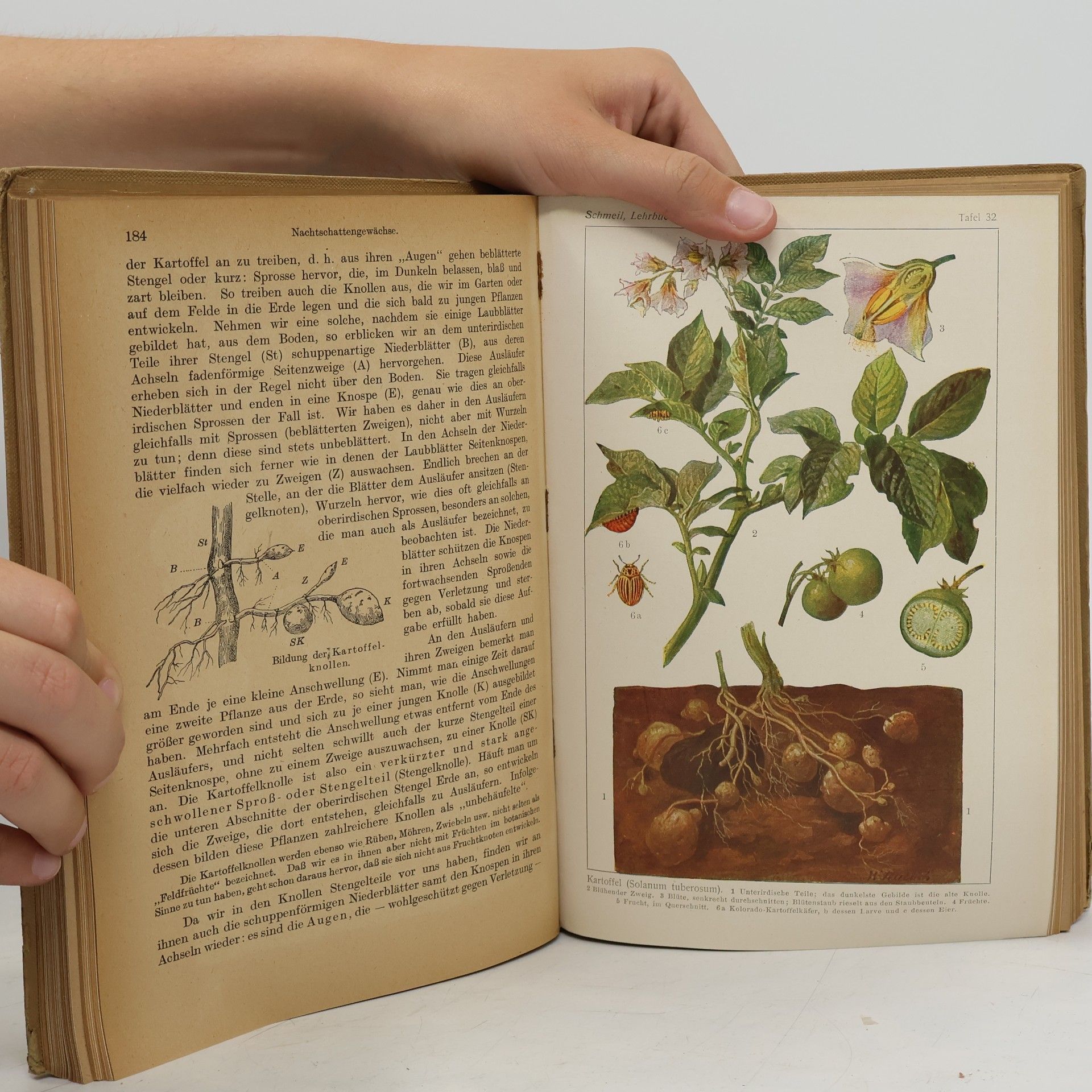 Otto Schmeil Lehrbuch der Botanik