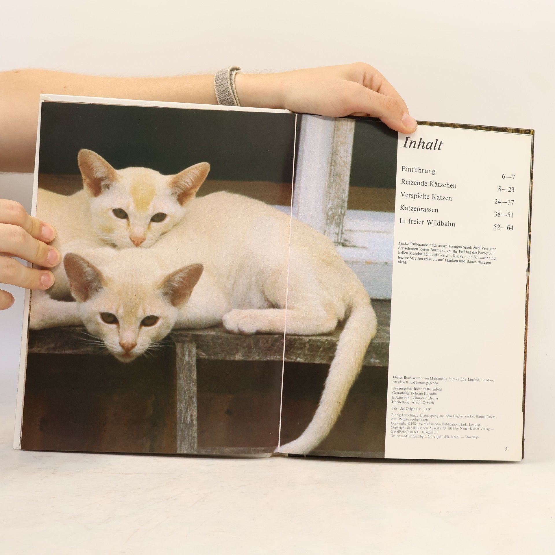 kolektiv Katzen