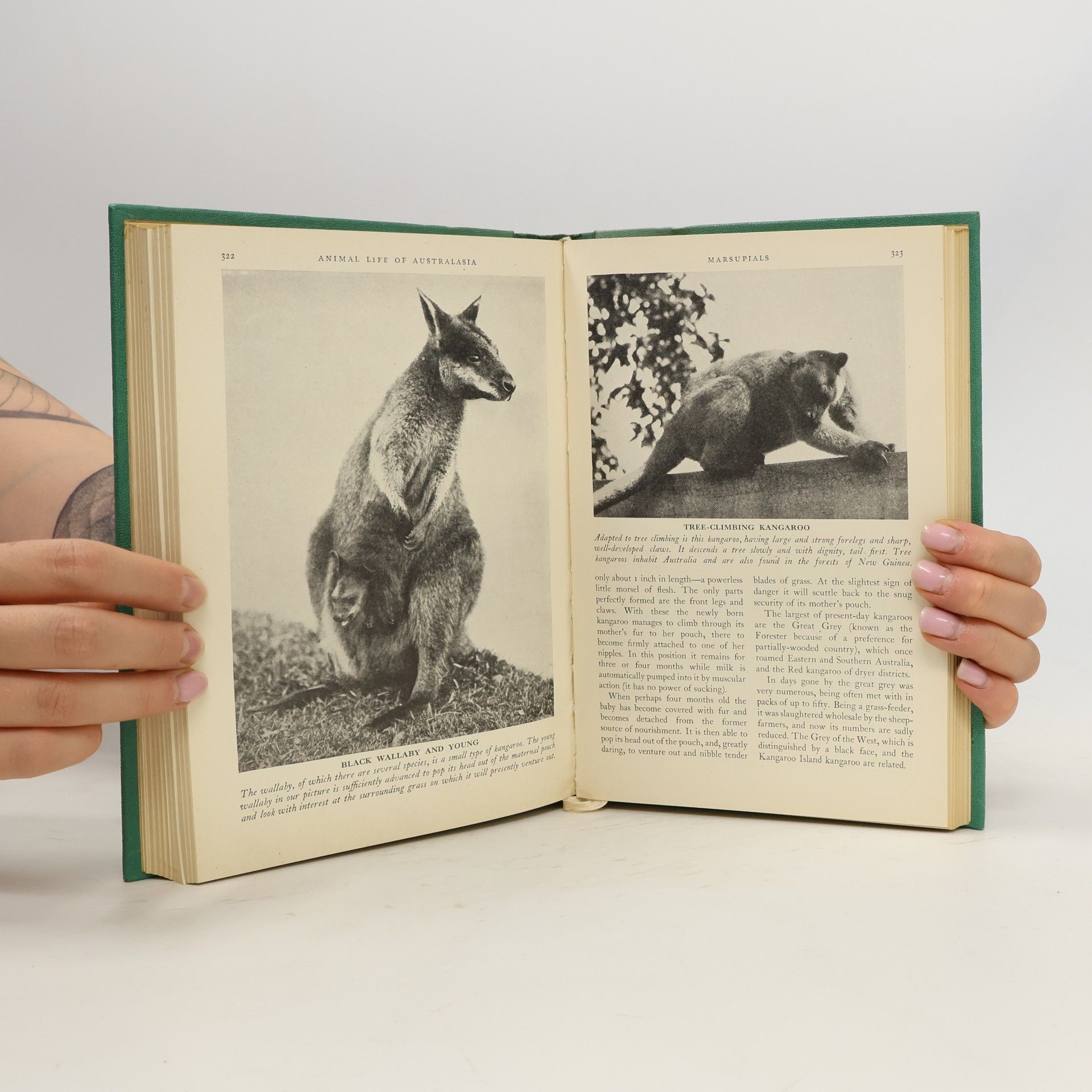 Kolektiv autorů Wild Life Illustrated
