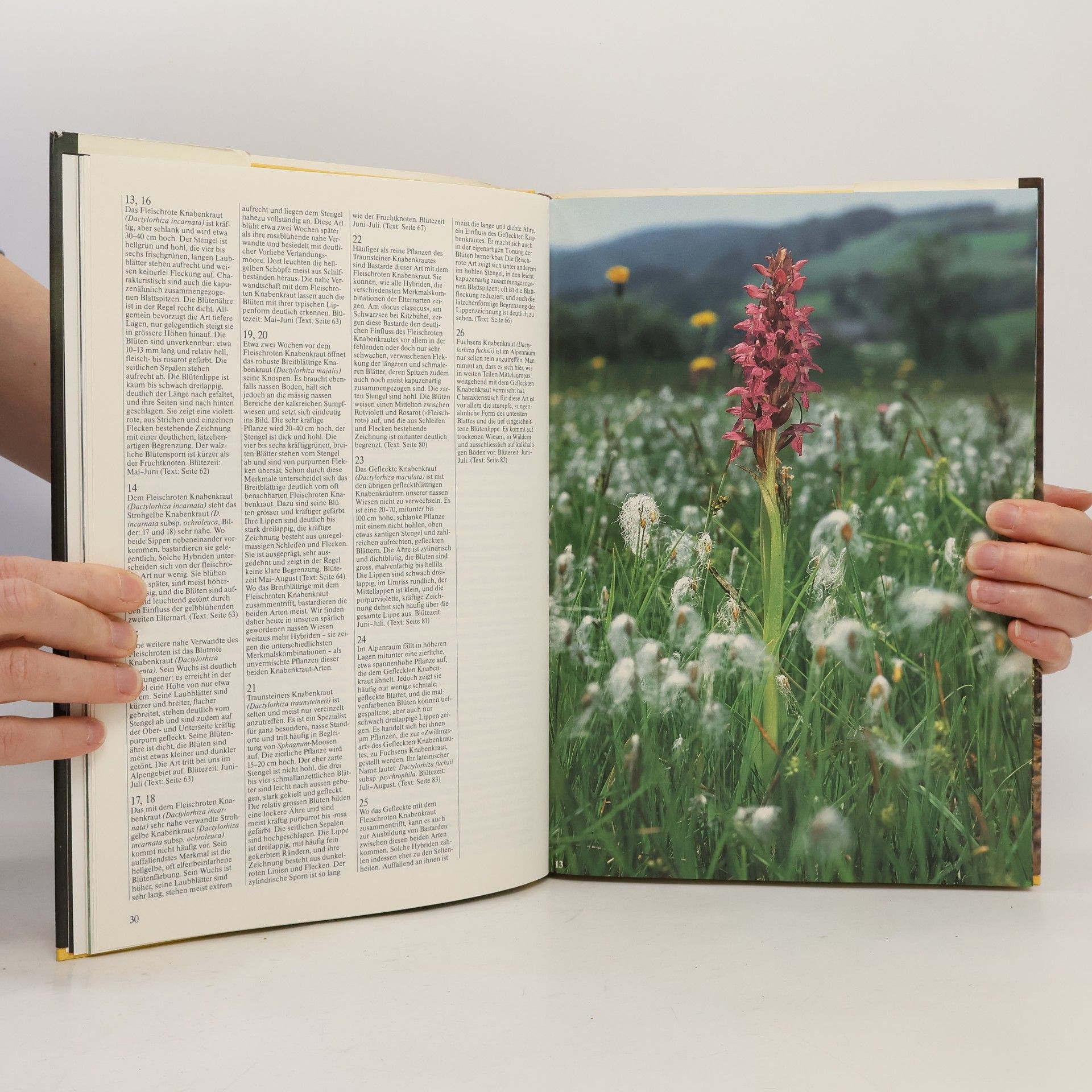 Edeltraud Danesch Die Orchideen der Schweiz