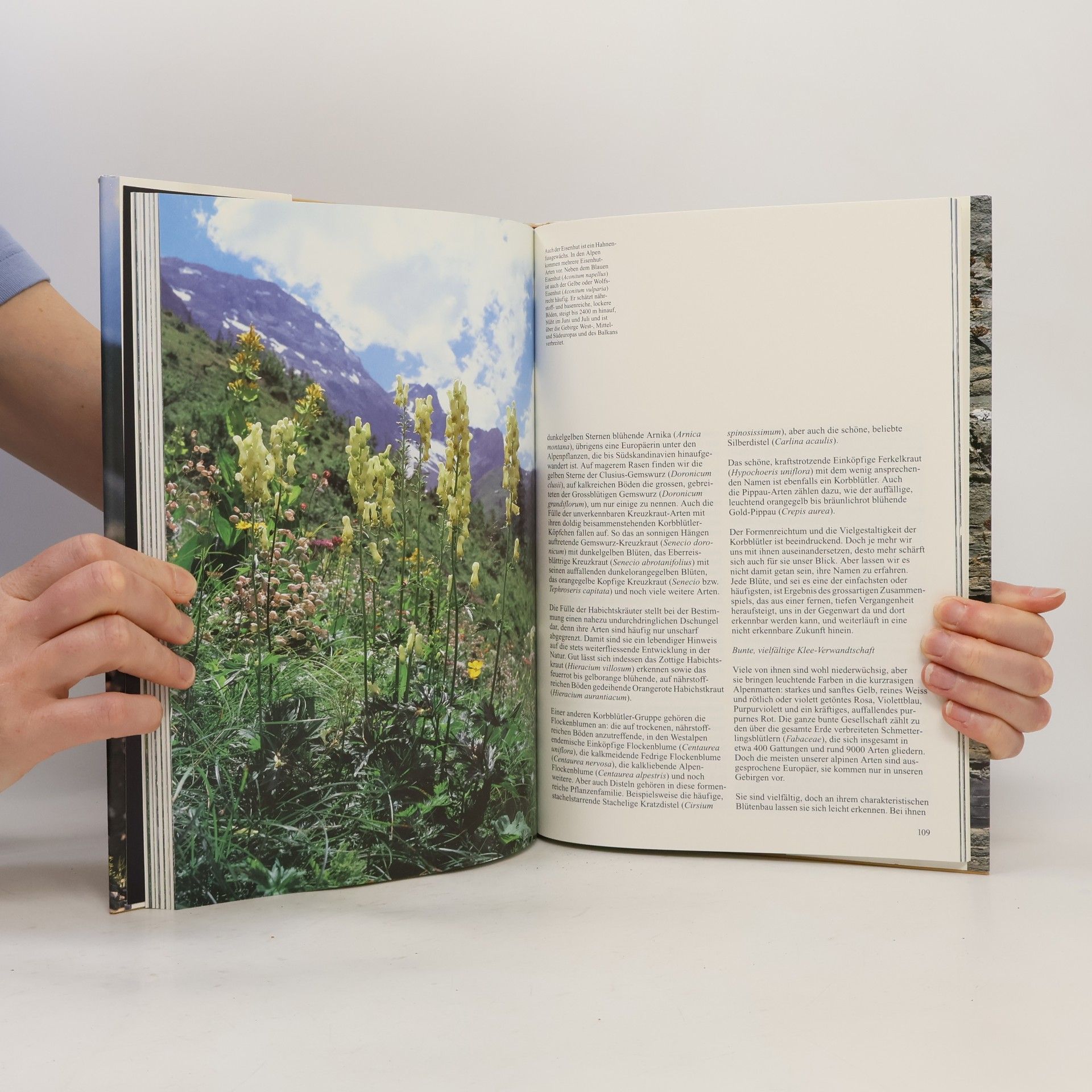 Edeltraut Danesch Blumen und Berge