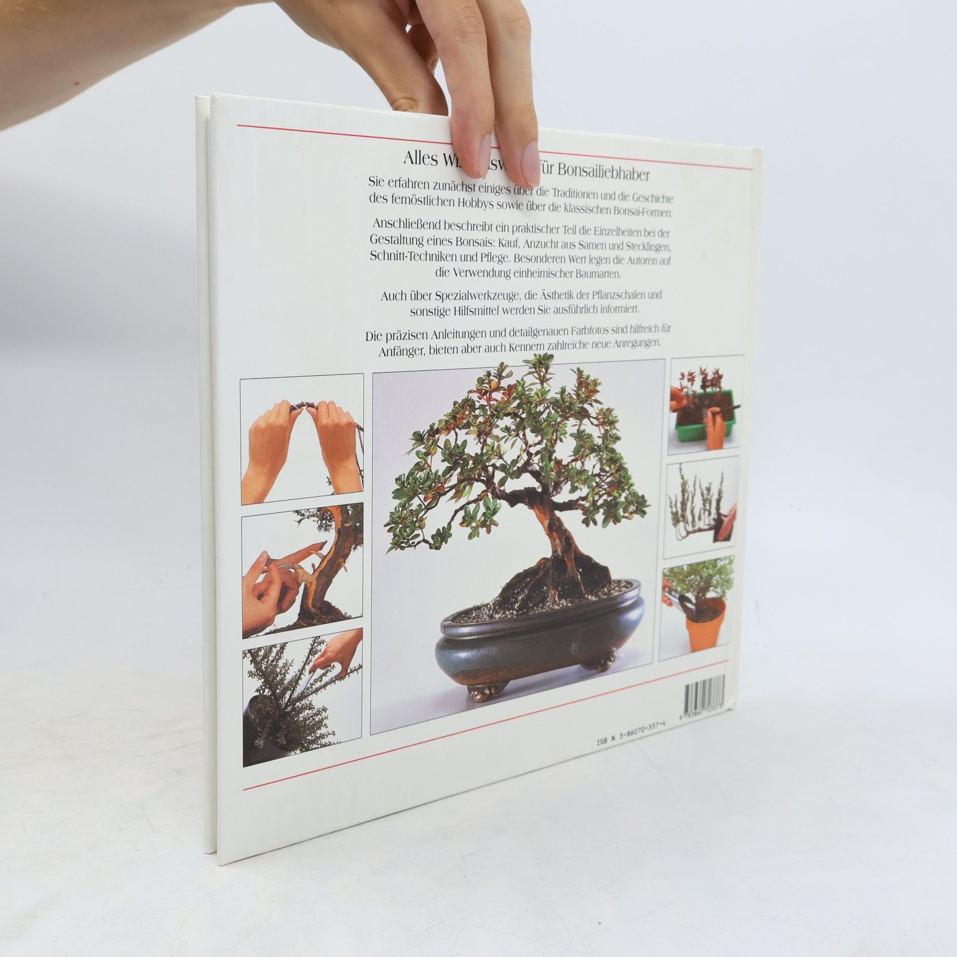 Colin Lewis Bonsai