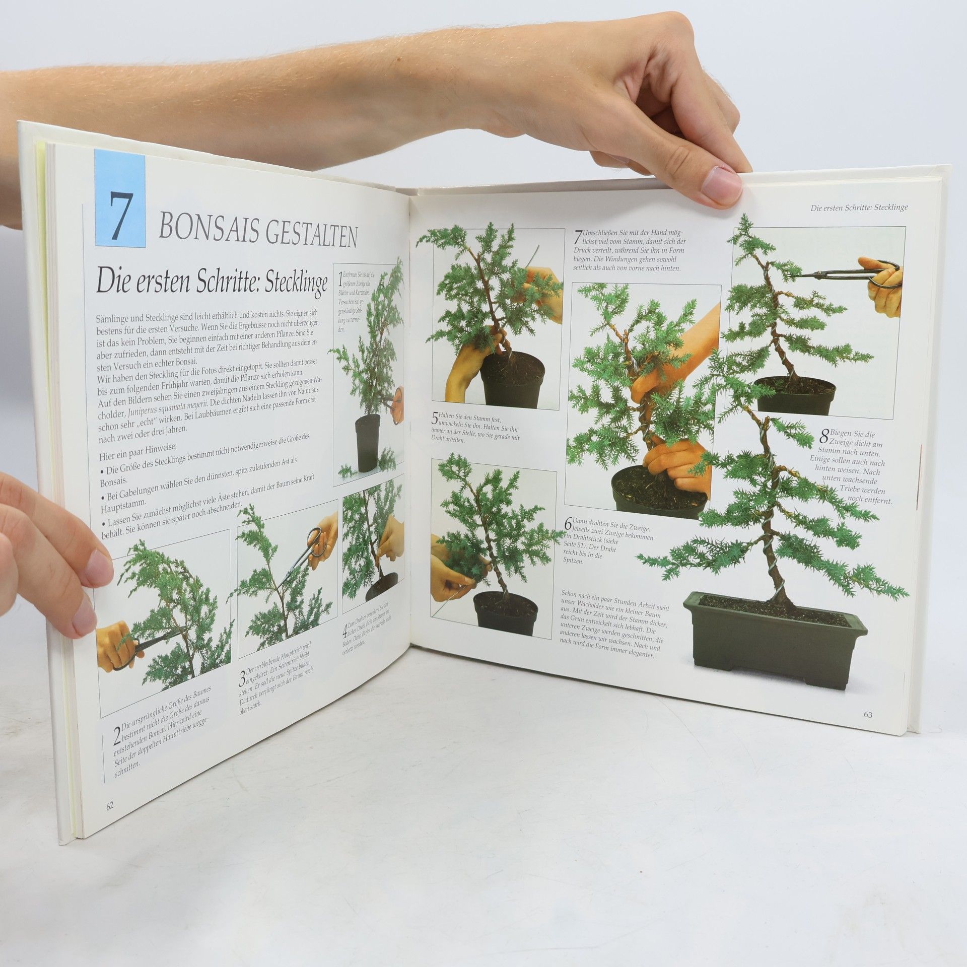 Colin Lewis Bonsai