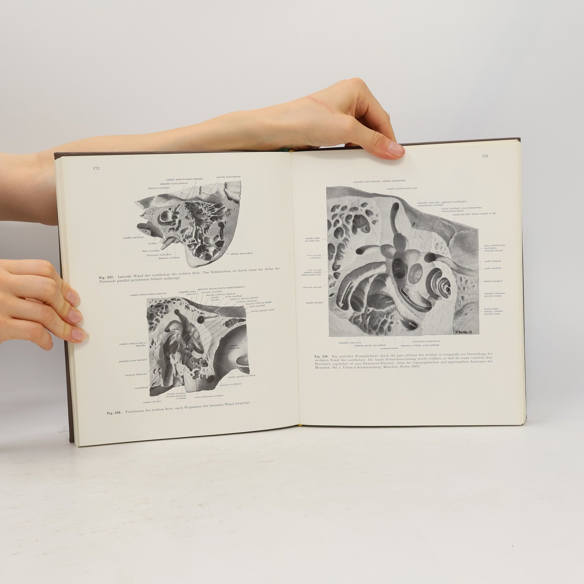 Hellmut Becher Lehrbuch der Anatomie des Menschen 3