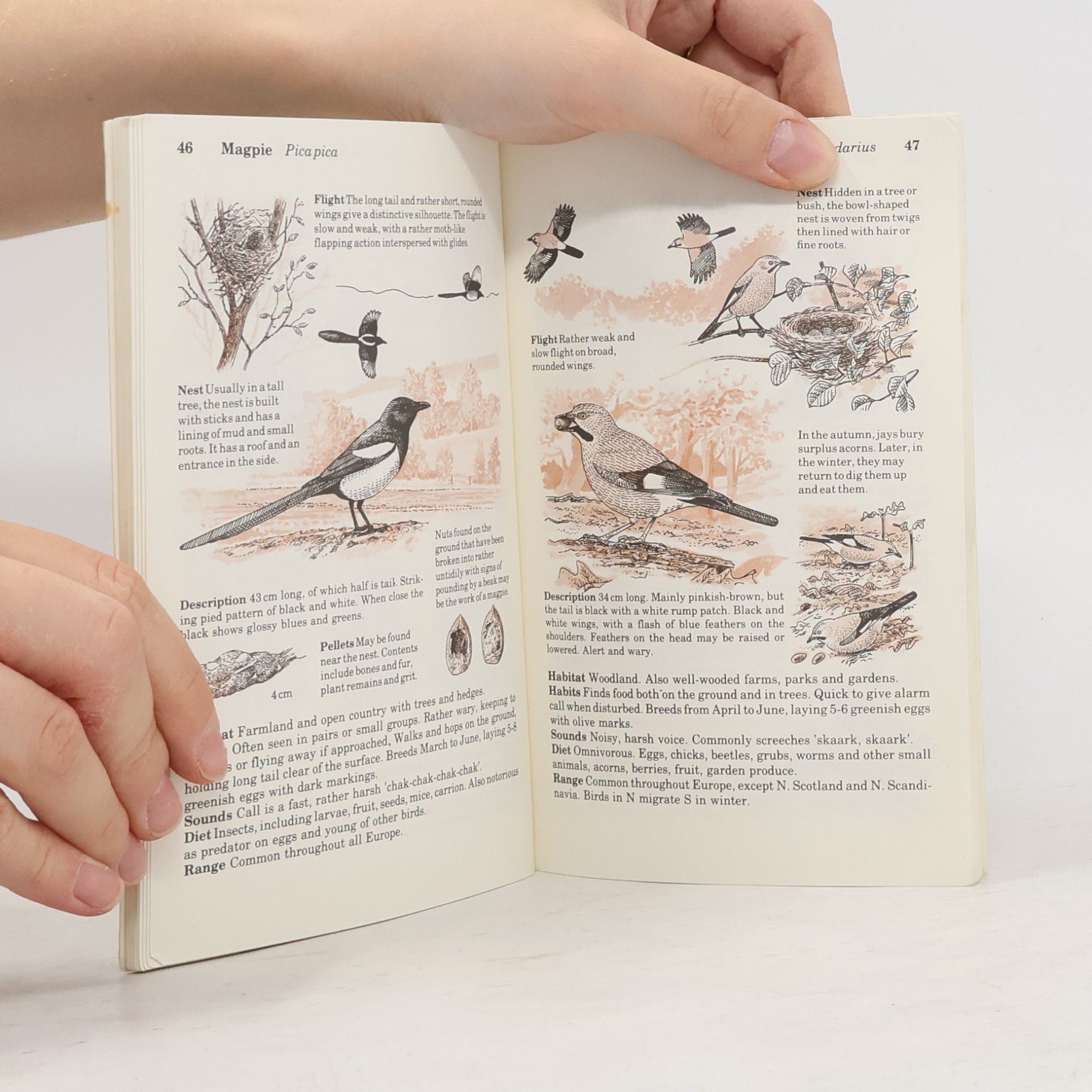 John Stidworthy Birds