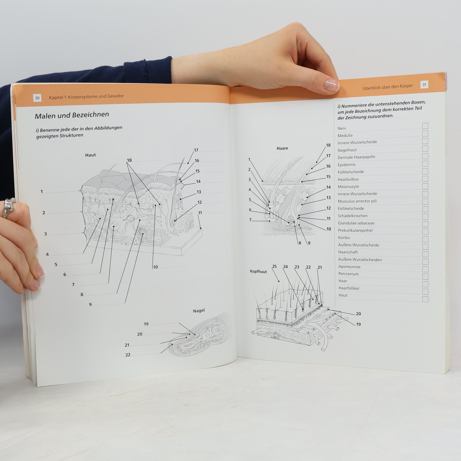 Ken Ashwell Arbeitsbuch Anatomie