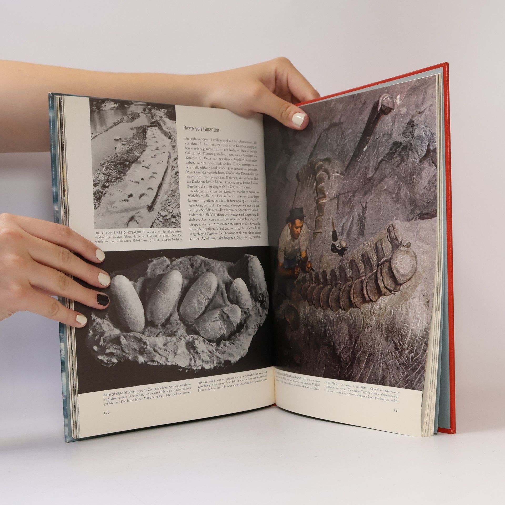 Ruth Moore Life Wunder der Natur. Die Evolution