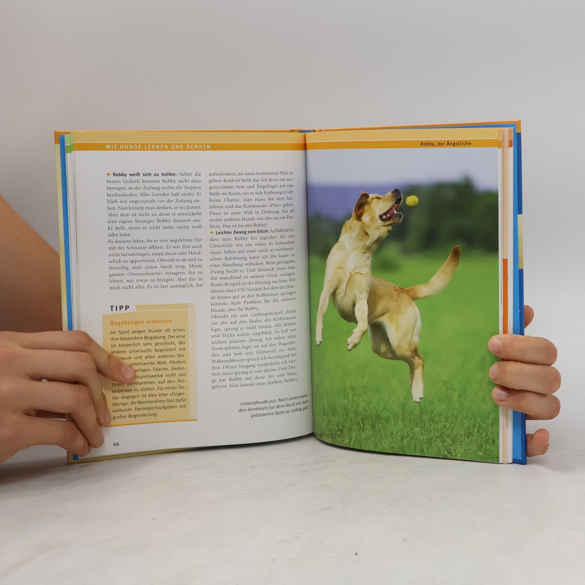 Immanuel Birmelin Schlauer Hund