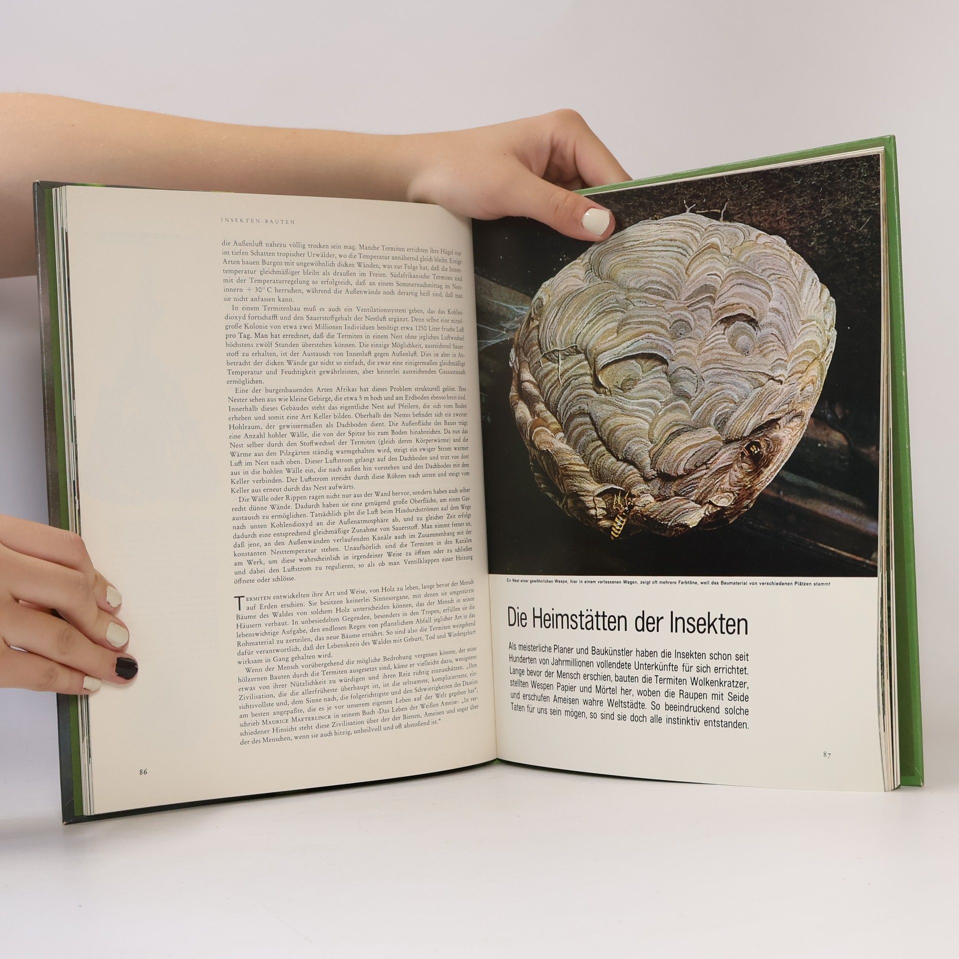 Autorenkollektiv Die insekten