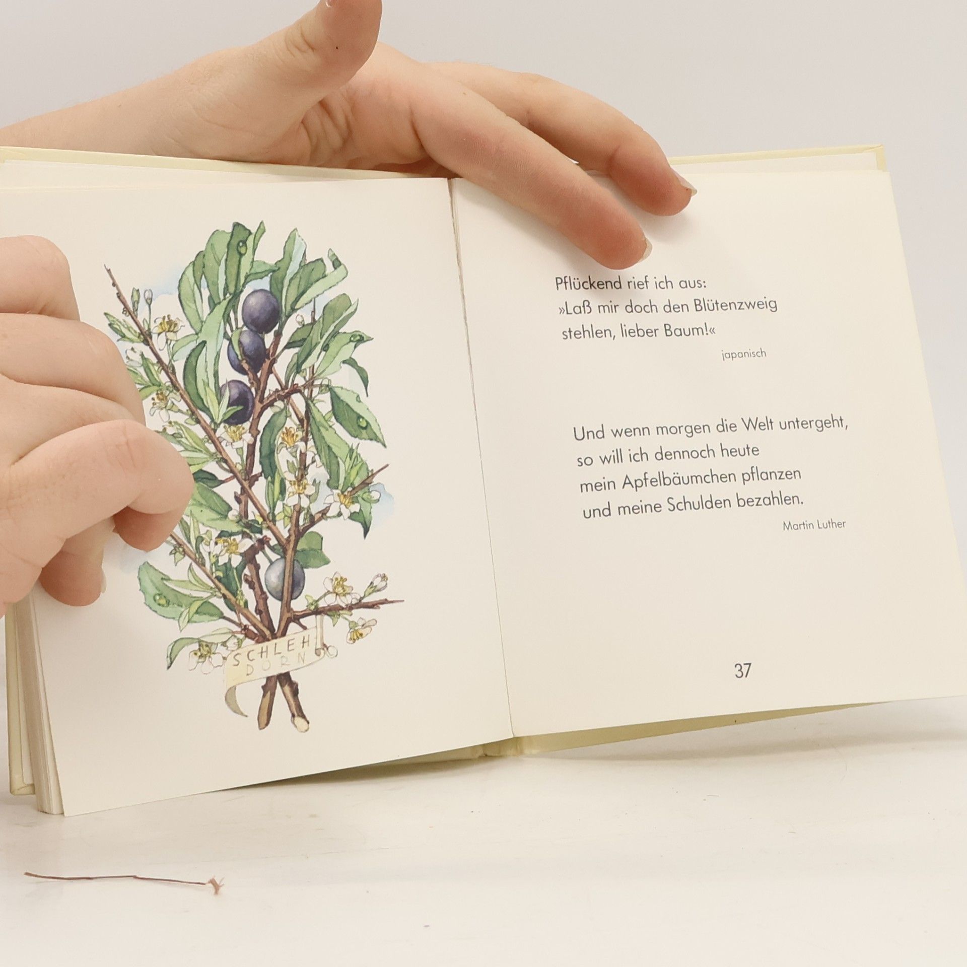 Kolektiv autorů Das neue kleine Blumenbuch