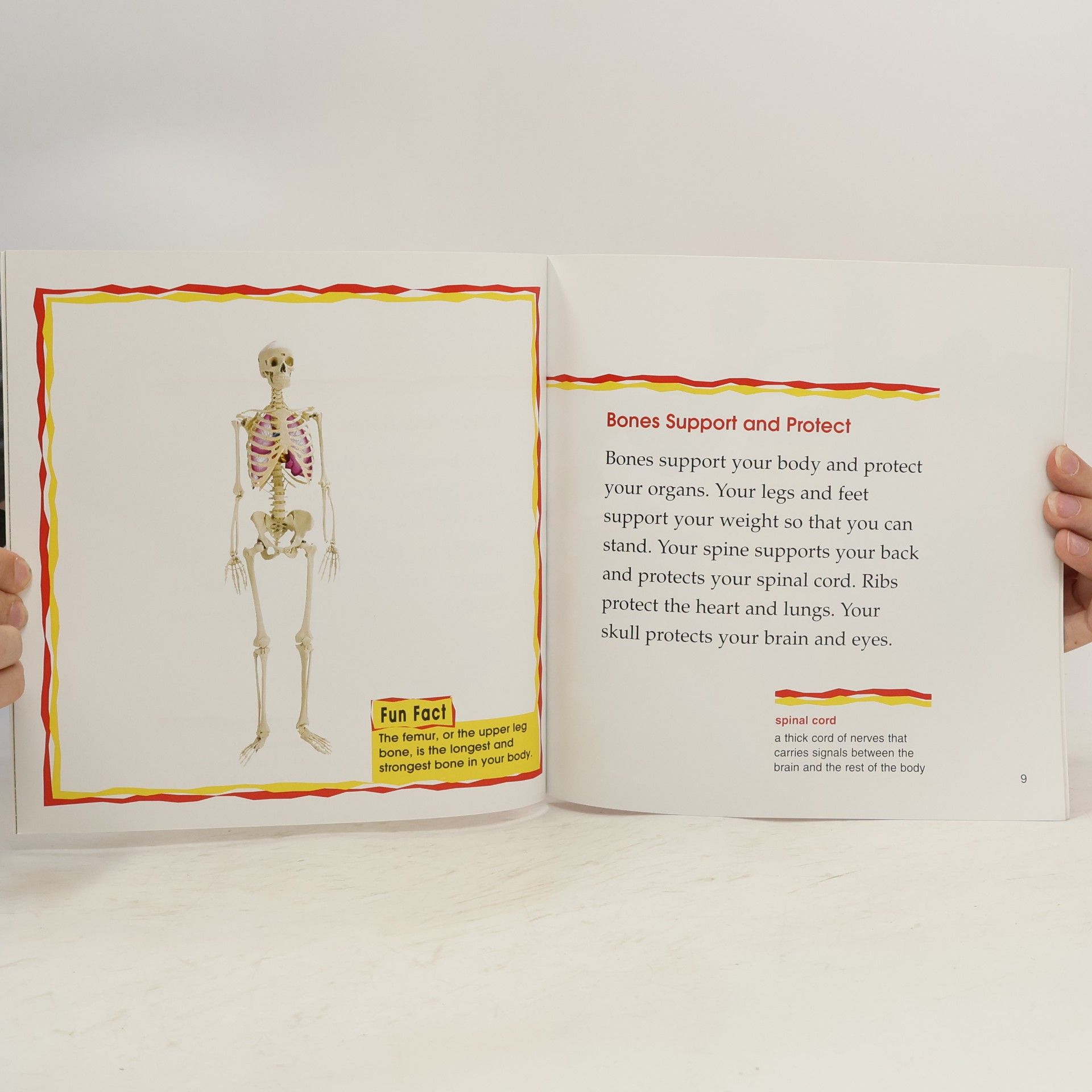 Terri DeGezelle Your Bones