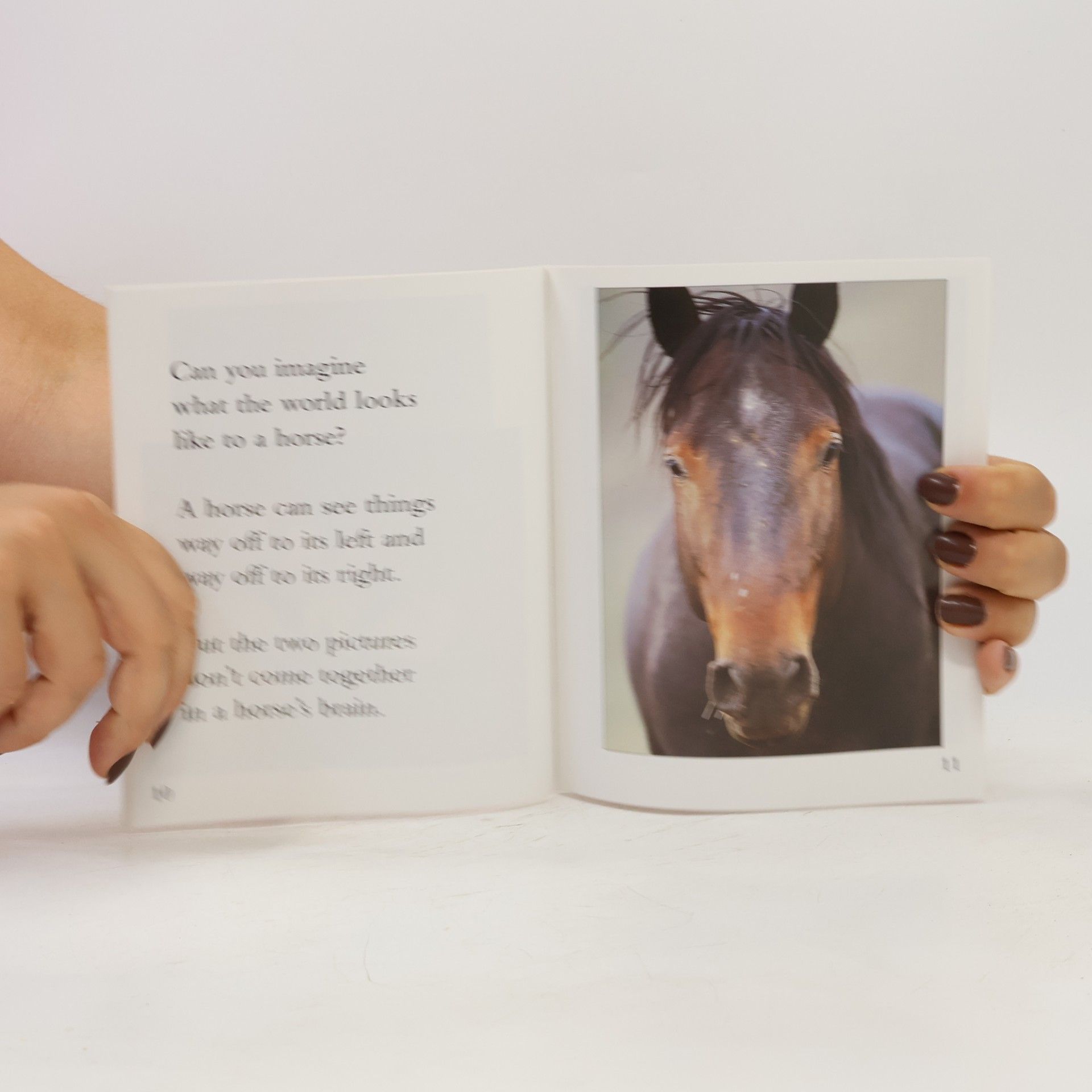 ALLAN FOWLER Rookie Read-About Science: How Animals See Things