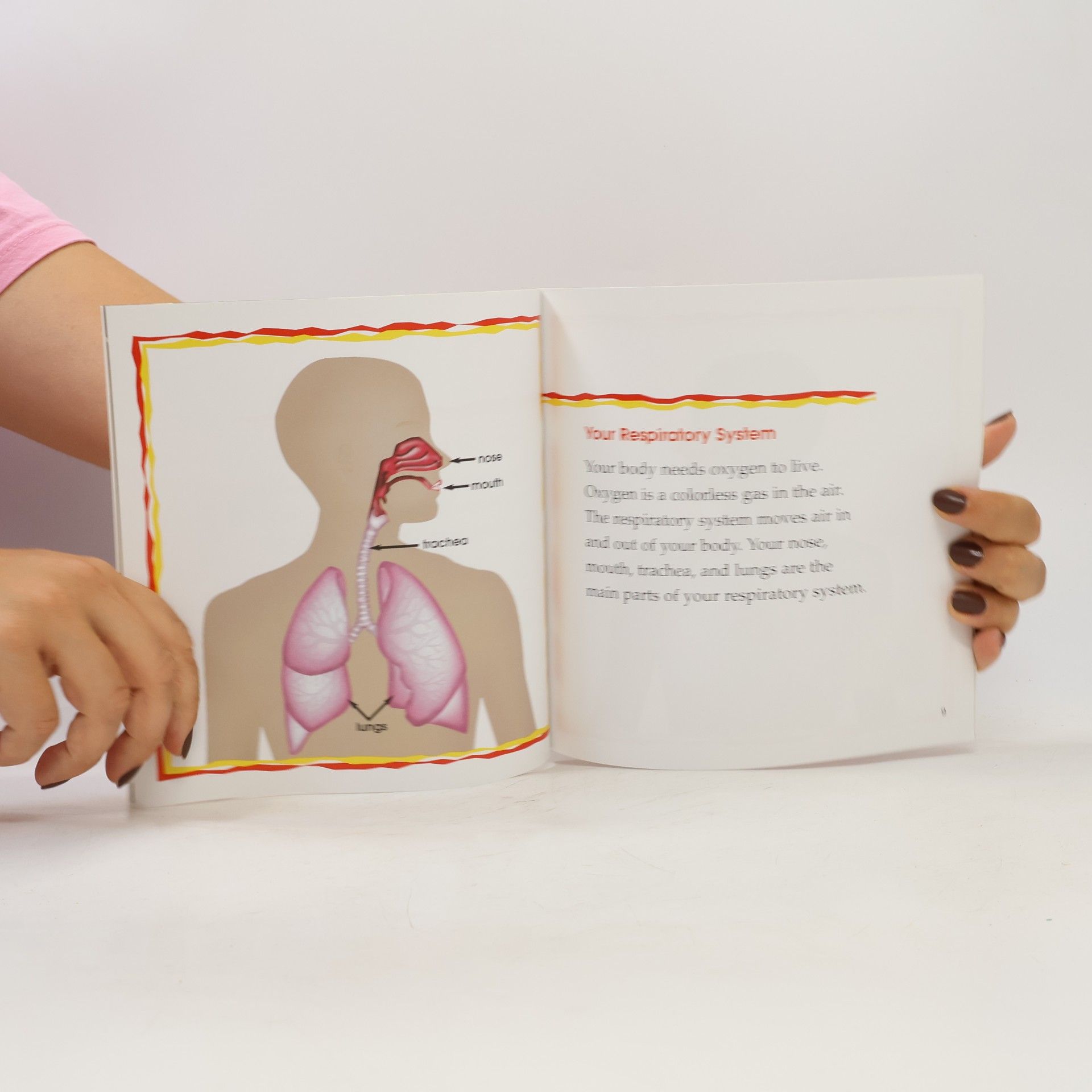 Anne Ylvisaker Your Body: Your Lungs