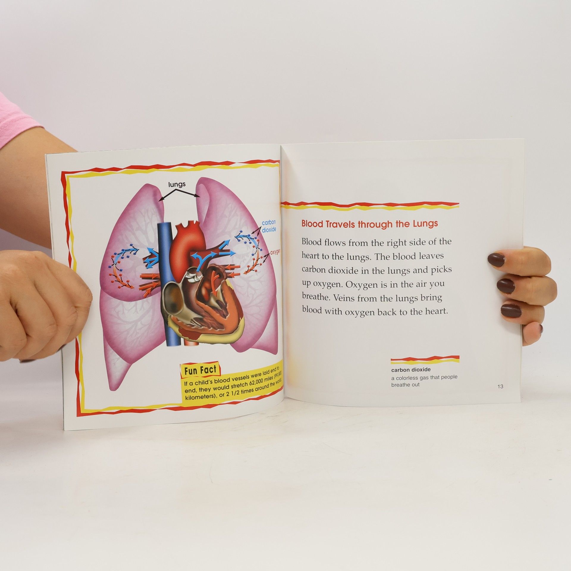 Terri DeGezelle The Bridgestone Science Library: Your Heart