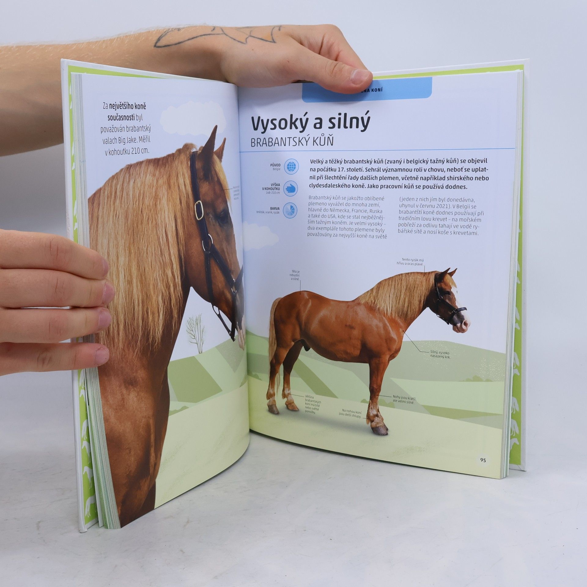 Autorenkollektiv Koně a pony