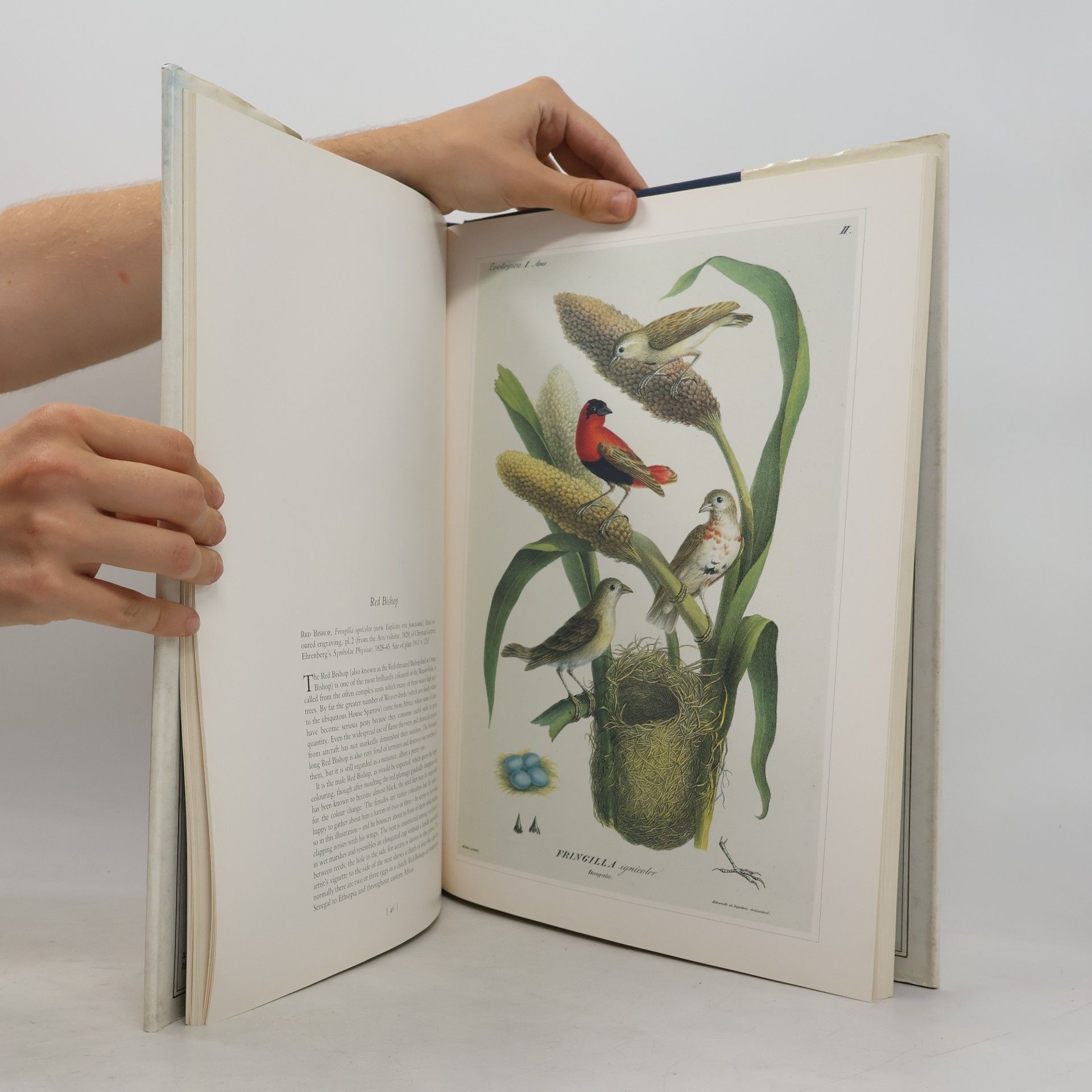 Unknown Author Classical Natural History Prints