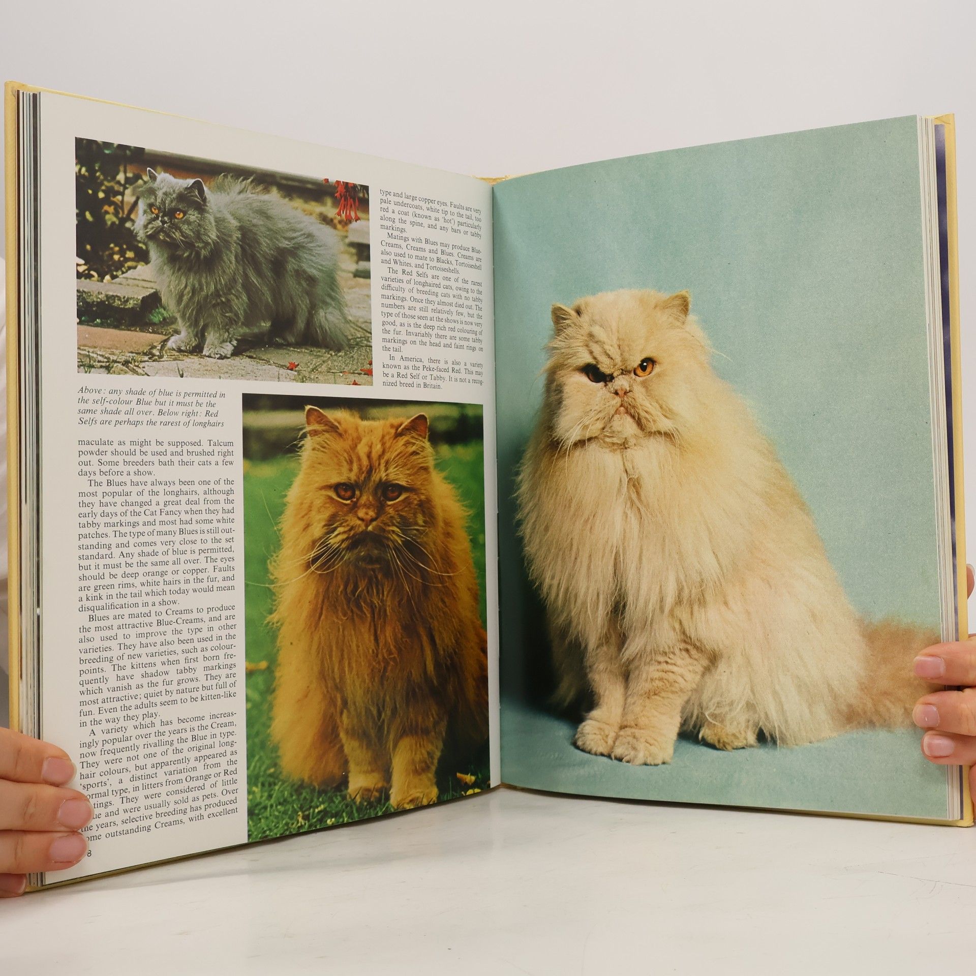 Grace Pond All About Cats
