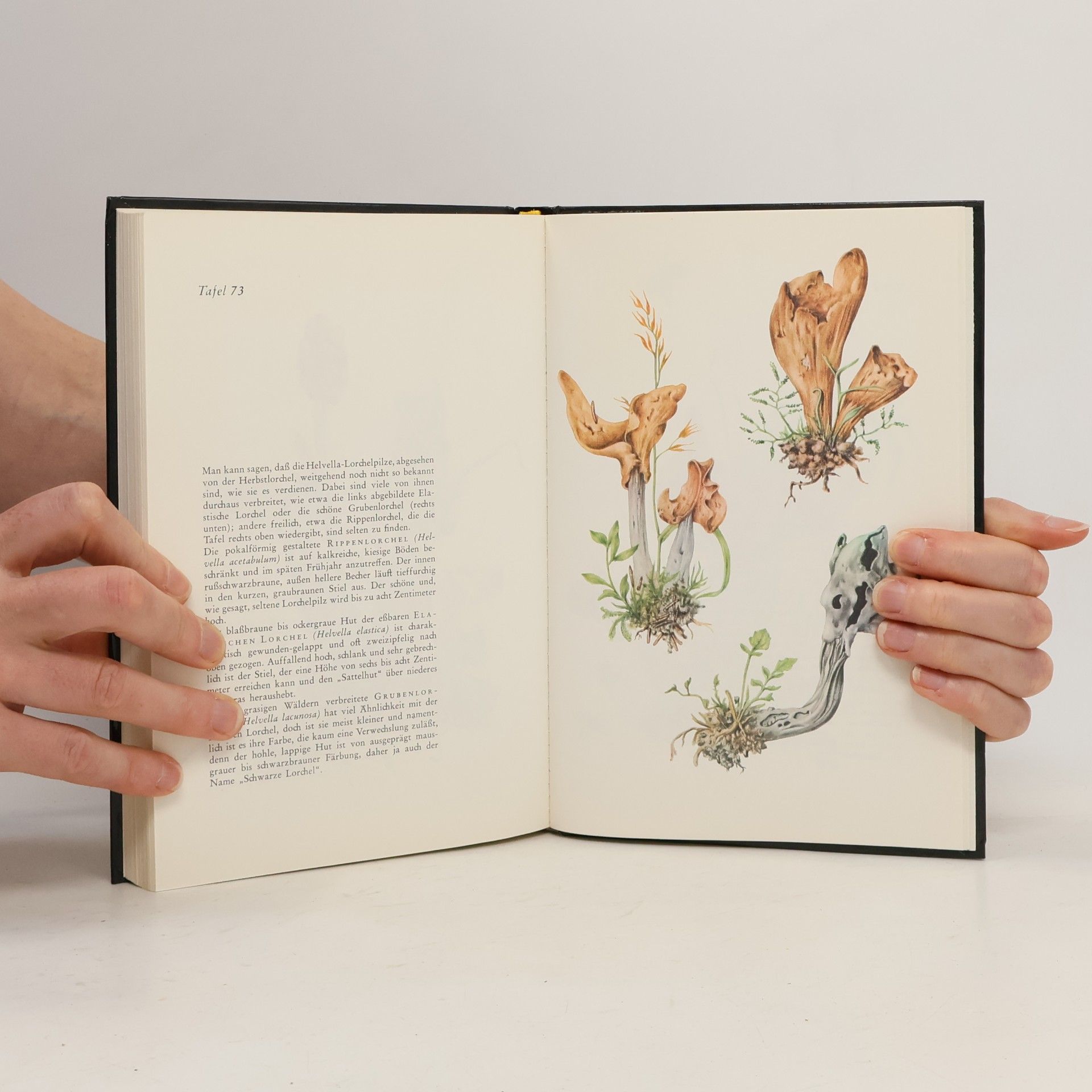 Kolektiv autorů Das große Buch der Pilze