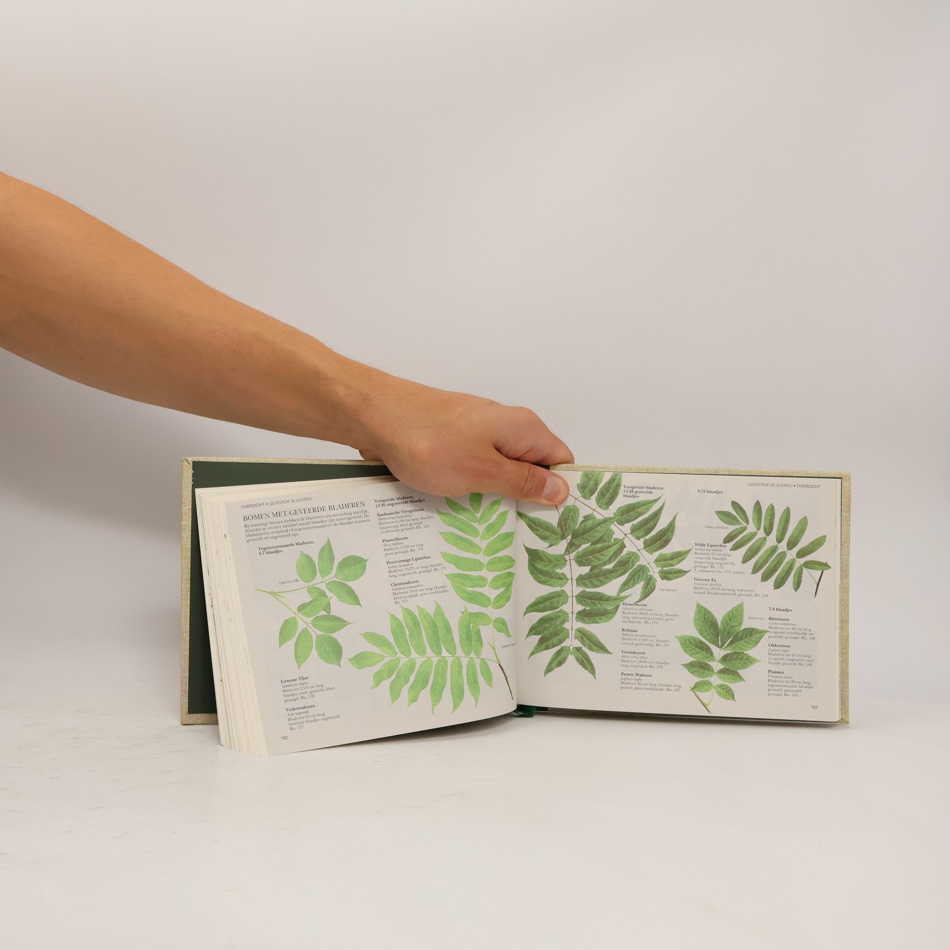 Autorenkollektiv Wilde Planten