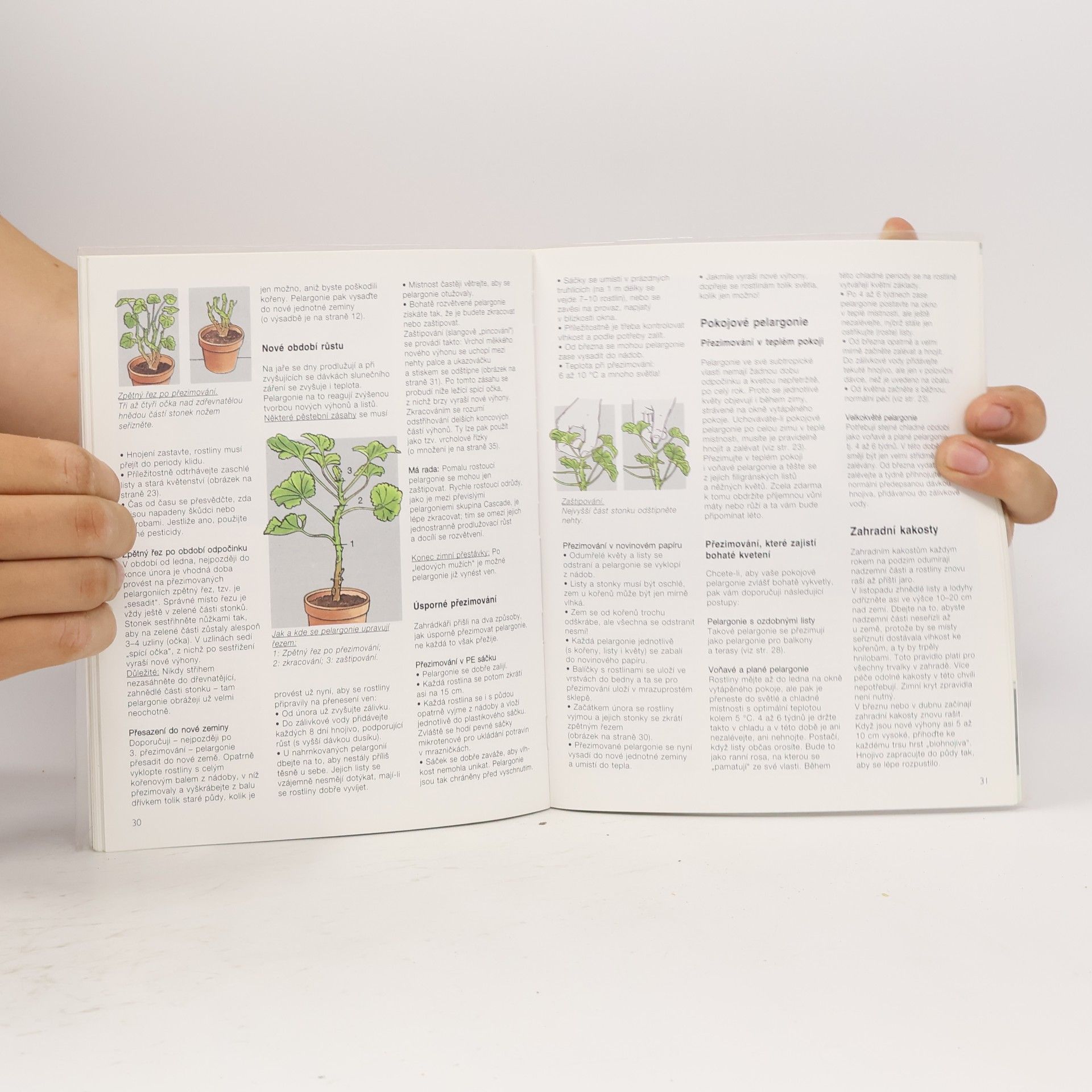 Andreas Riedmiller Pelargonie a kakosty: Aby vám bohatě kvetly: Rady odborníků pro nákup, pěstování a množení pelargonií