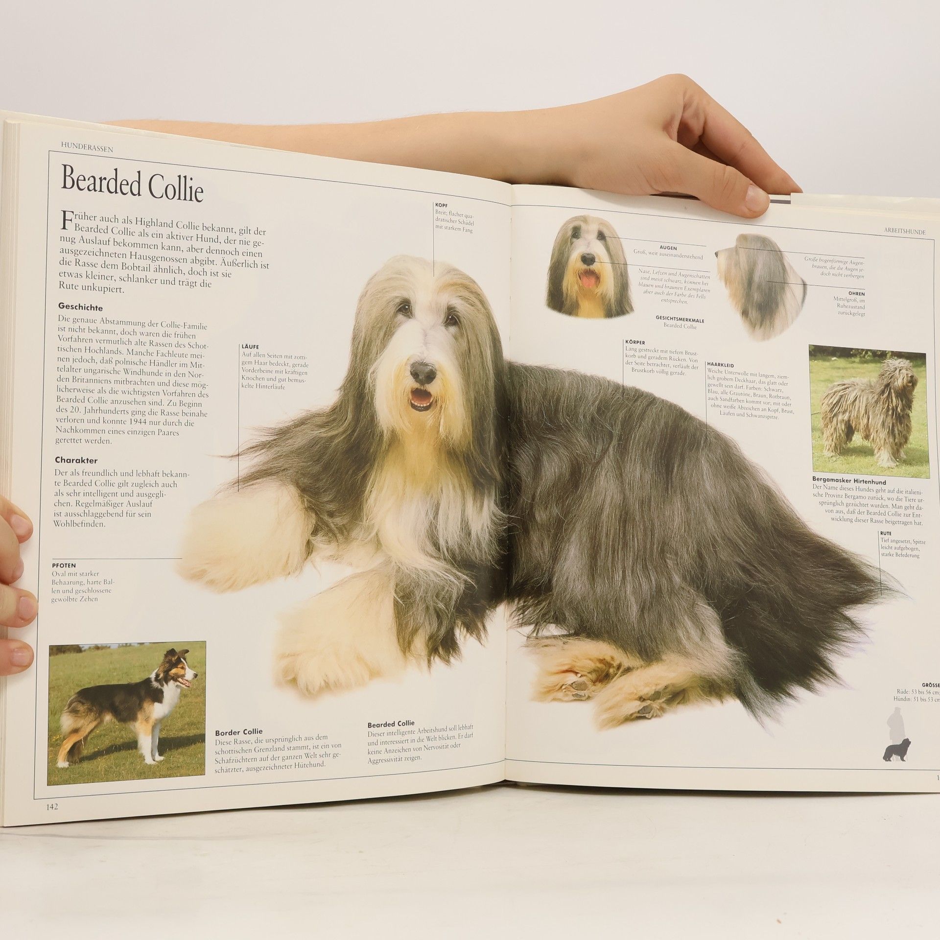 David Conrad Taylor Das grosse Hunde Buch
