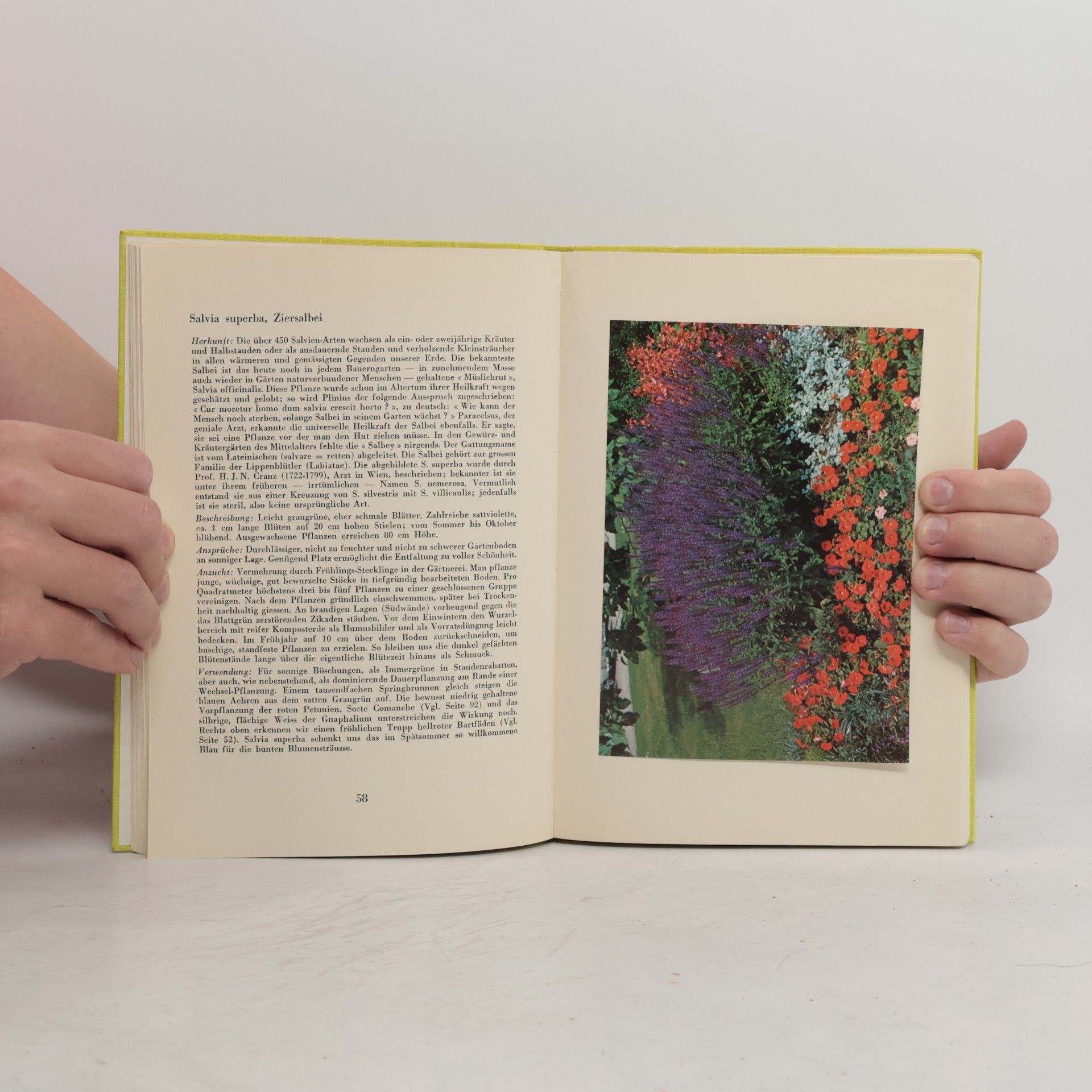 Autorenkollektiv Gartenblumen der Schweiz