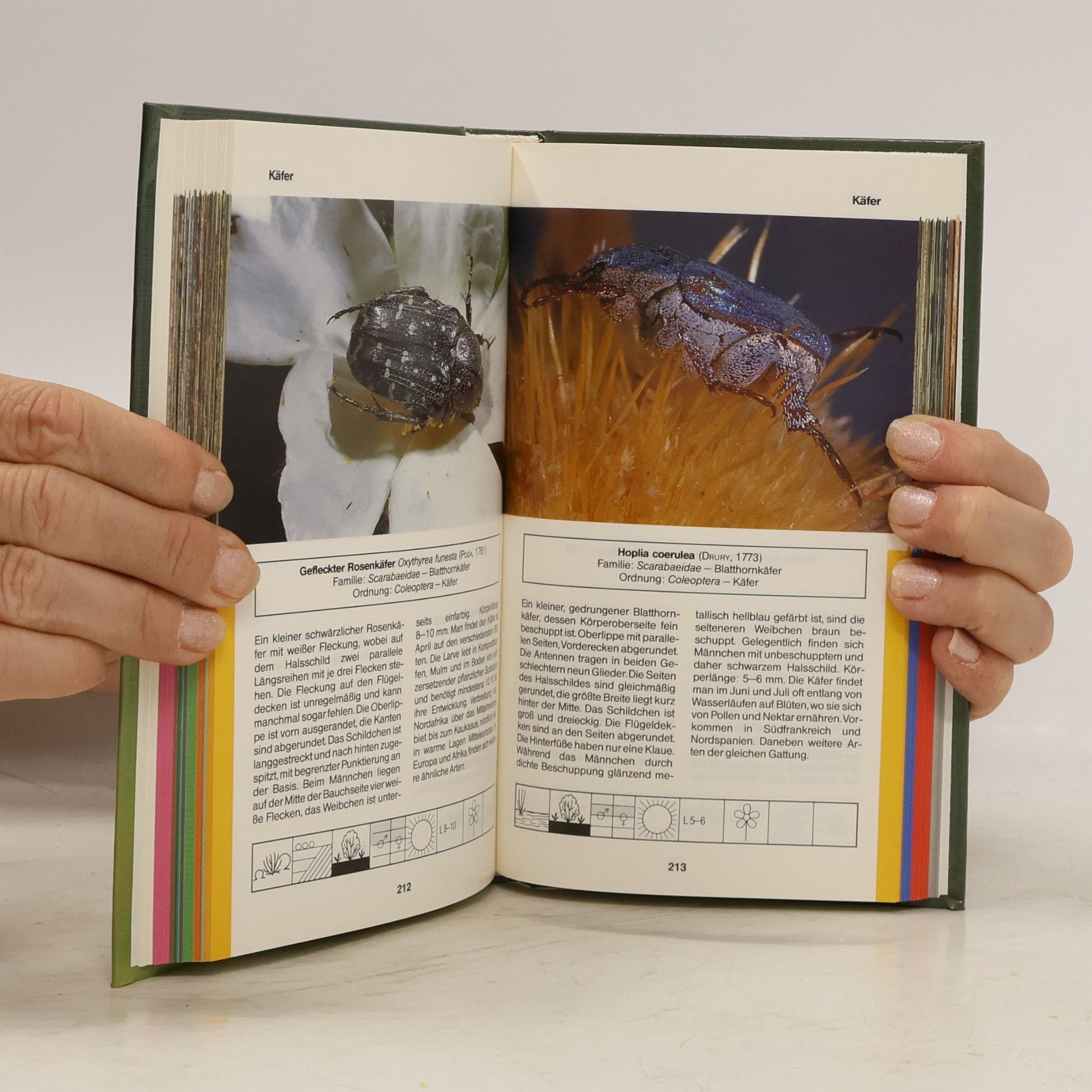 Joachim Haupt Insekten und Spinnentiere am Mittelmeer