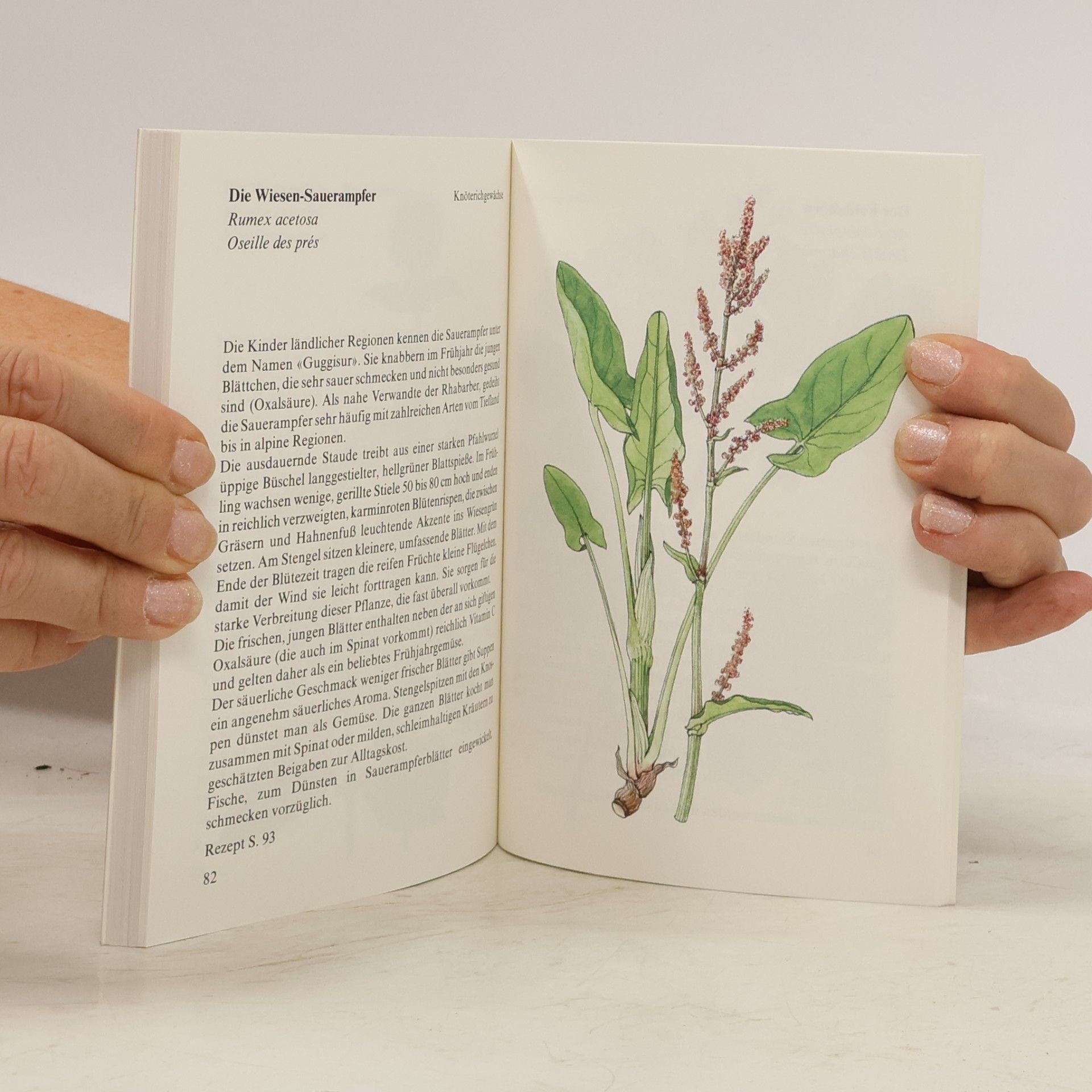 Robert Quinche Wildsalate, Wildgemüse