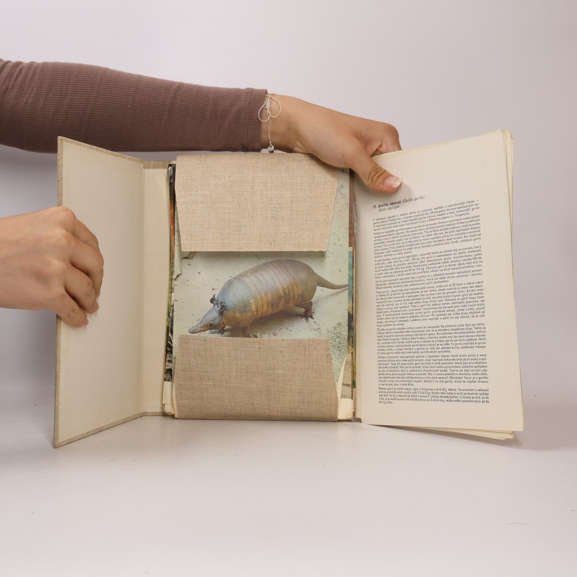 Antonín Altman Savci. Atlas obratlovců 4
