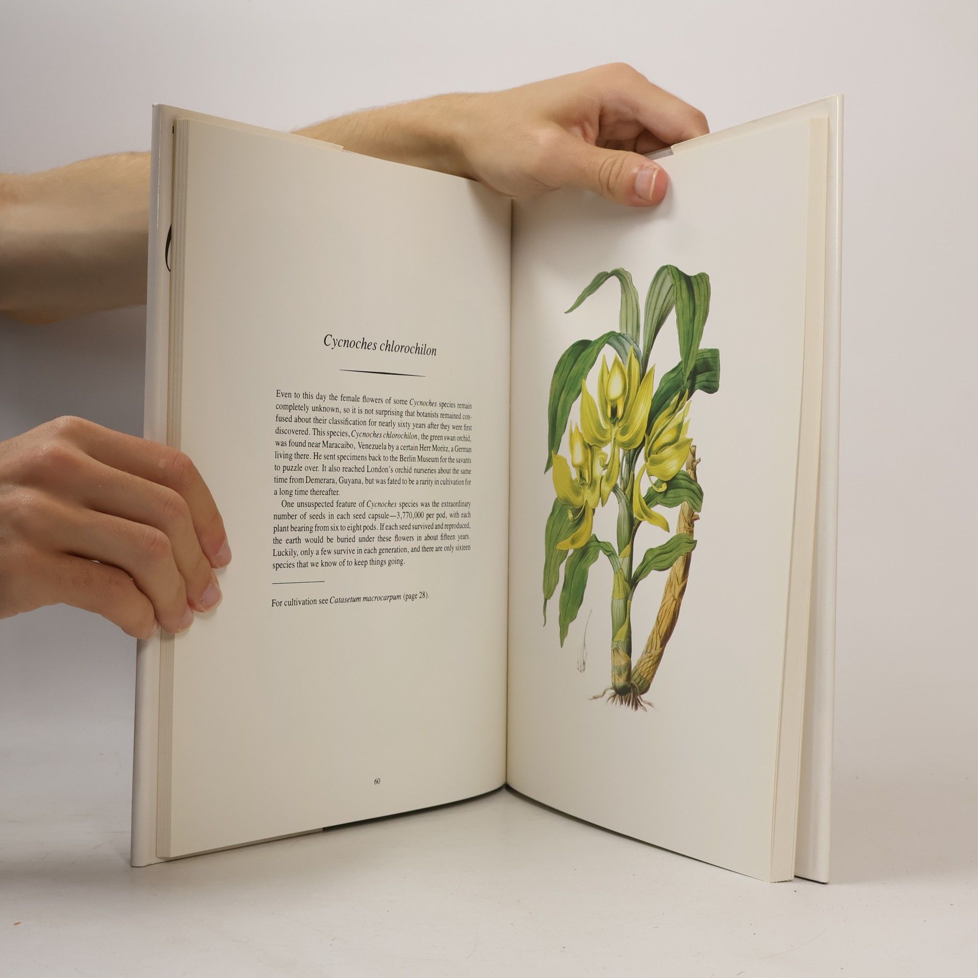 Frank J. Anderson An Illustrated Treasury of Orchids