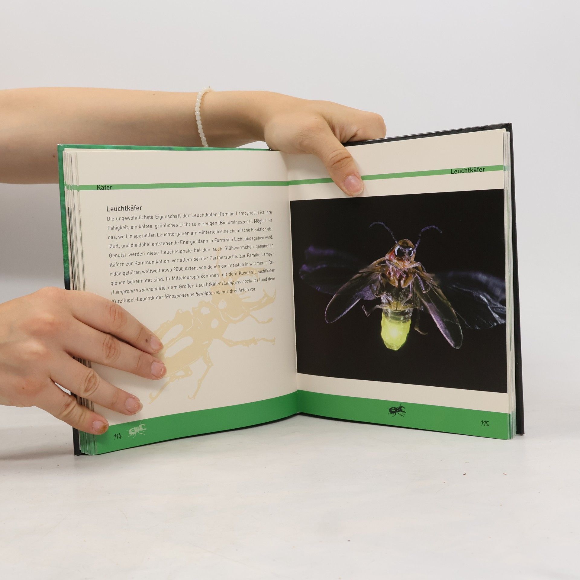 Kolektiv autorů Käfer und Insekten