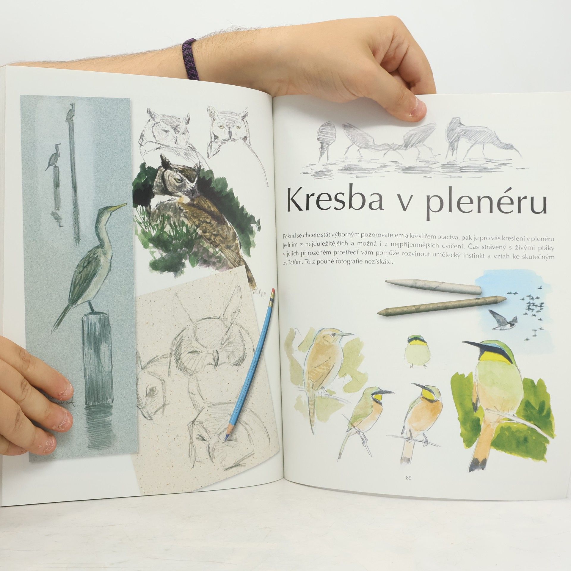 John Muir Laws Kreslení a pozorování ptáků