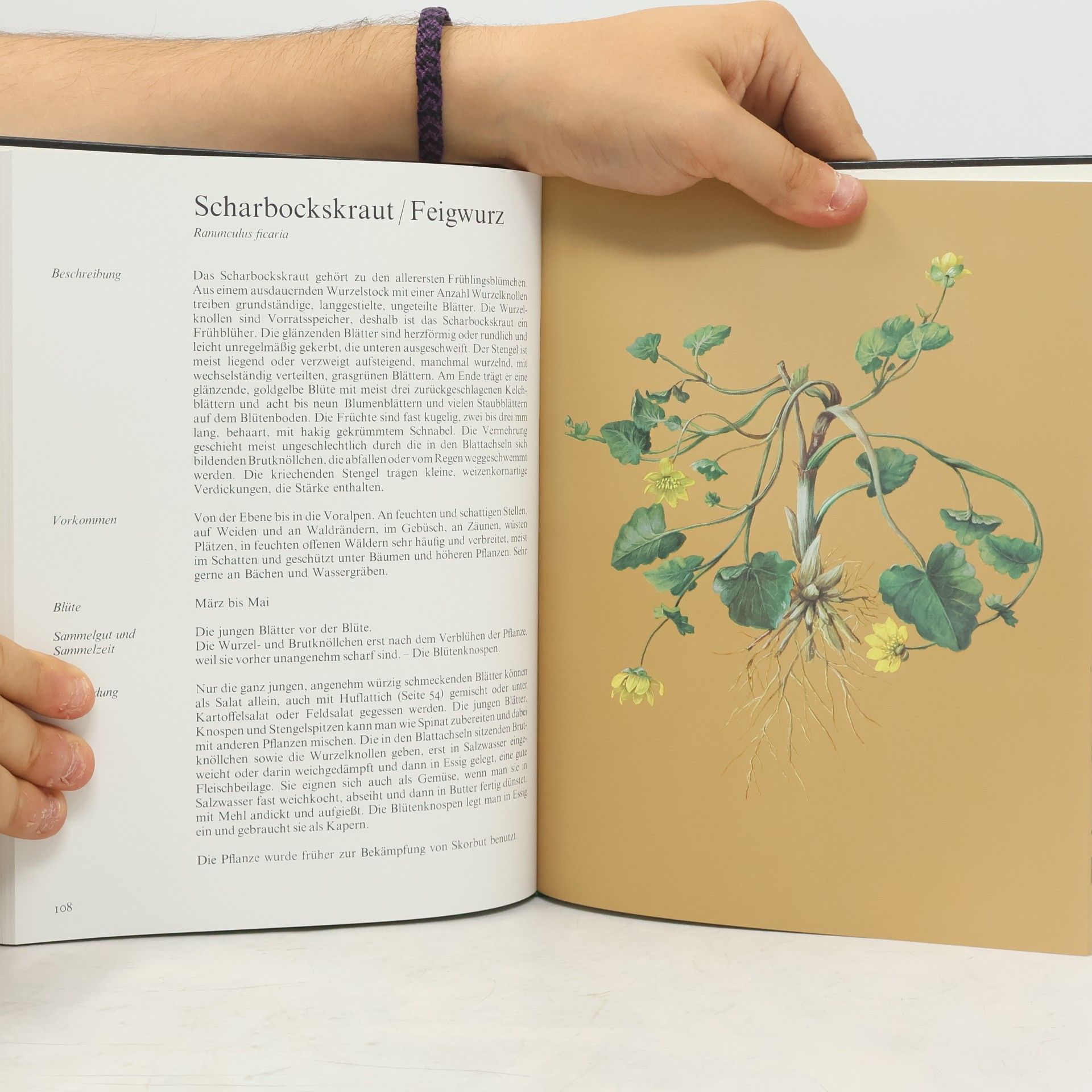 Eve Marie Helm Wildpflanzen und Kräuter in der Küche