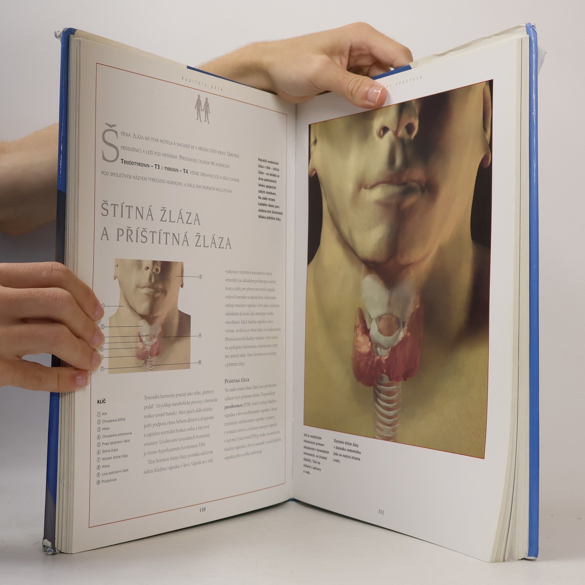 Thomas McCraken Nový atlas anatomie člověka 3D