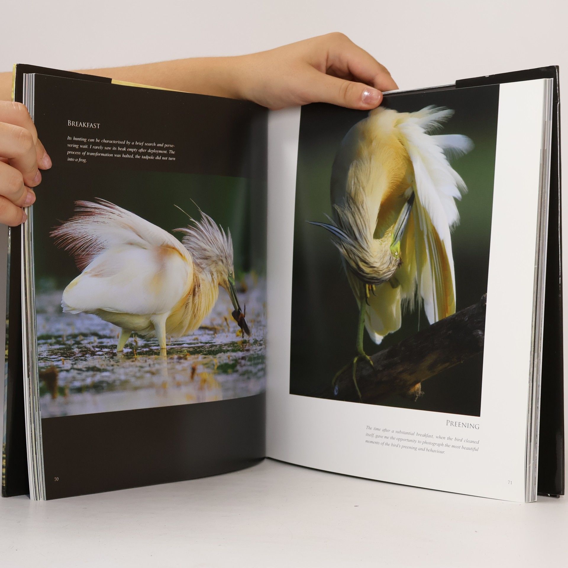 Bálint Vincze Genuine : the images of four years compressed into four seasons