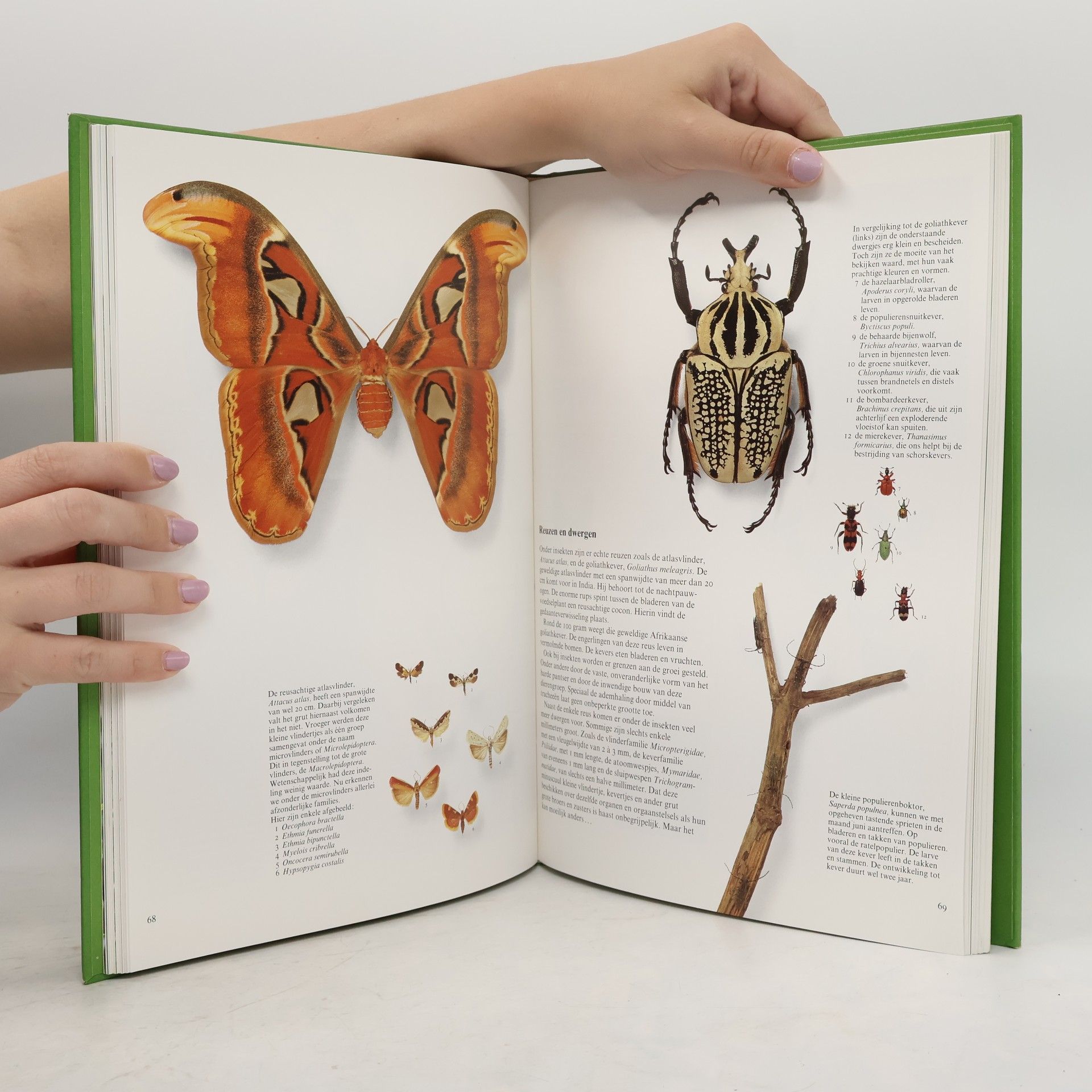 Martin van der Donk De wonderwereld van de insekten
