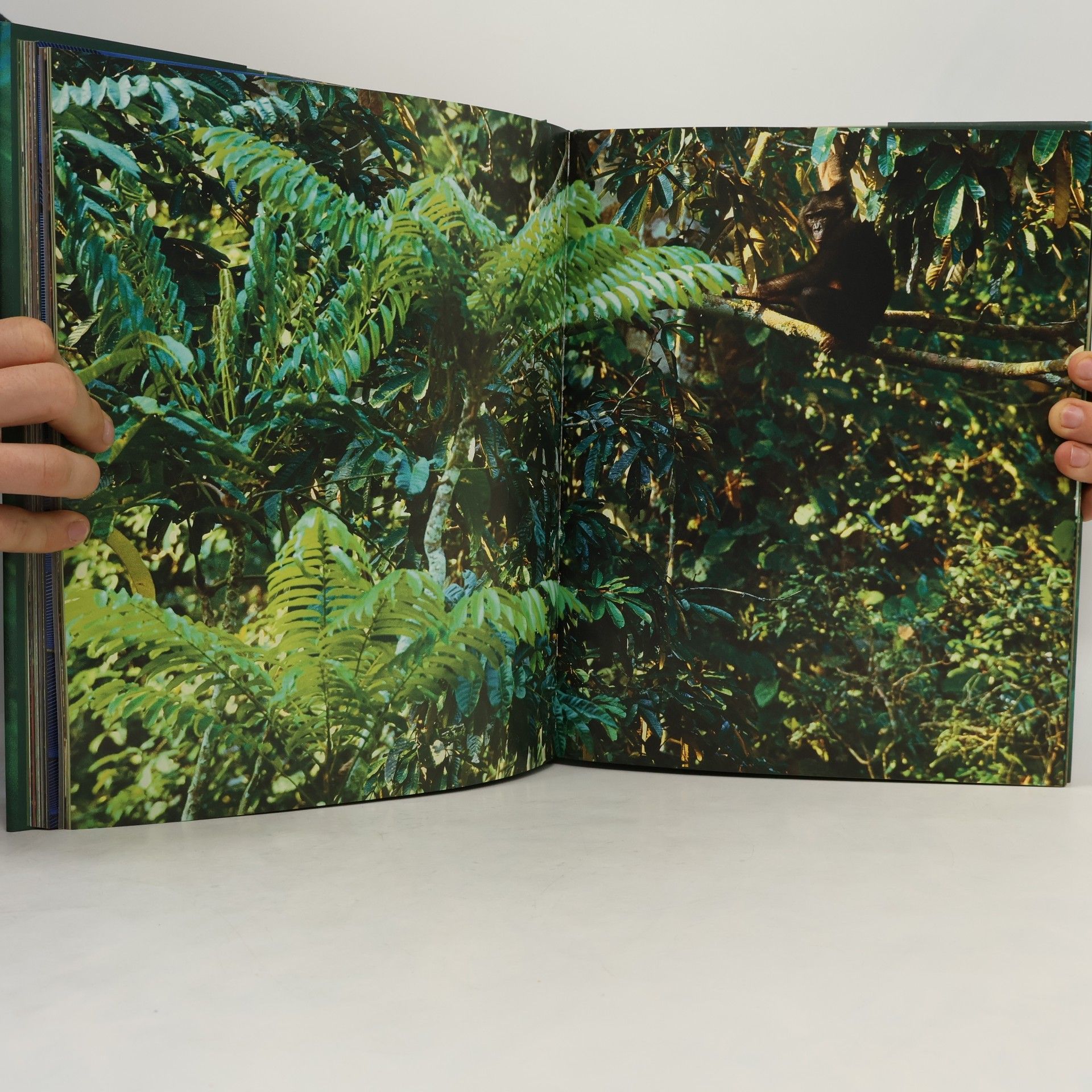 Frans Lanting Jungles
