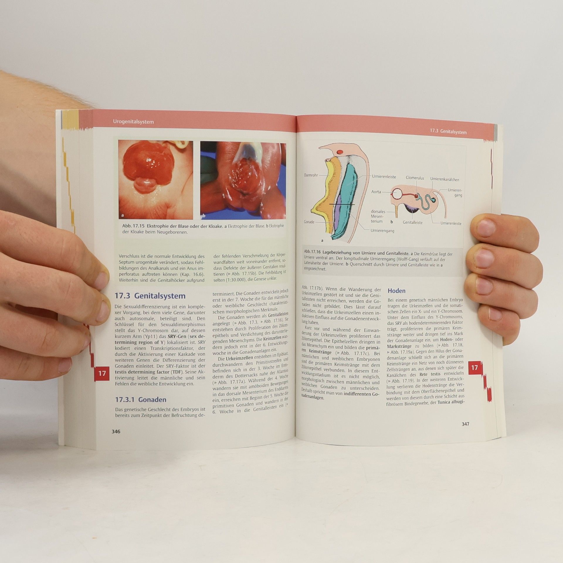 Thomas W. Sadler Taschenlehrbuch Embryologie