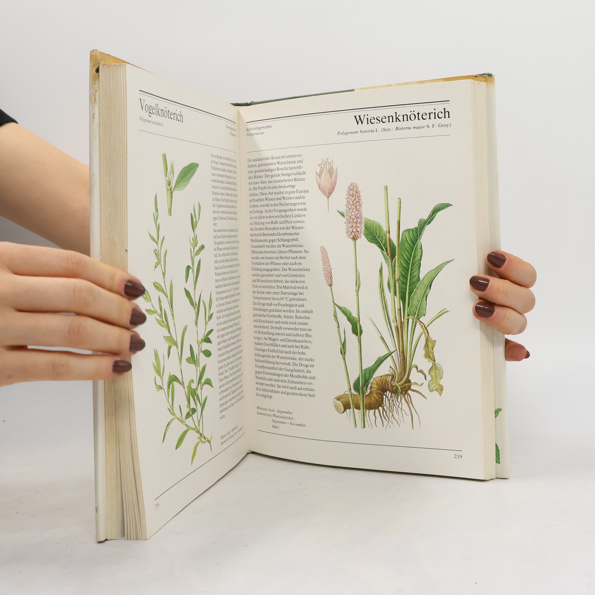 Autorenkollektiv Schwester Bernardines große Naturapotheke