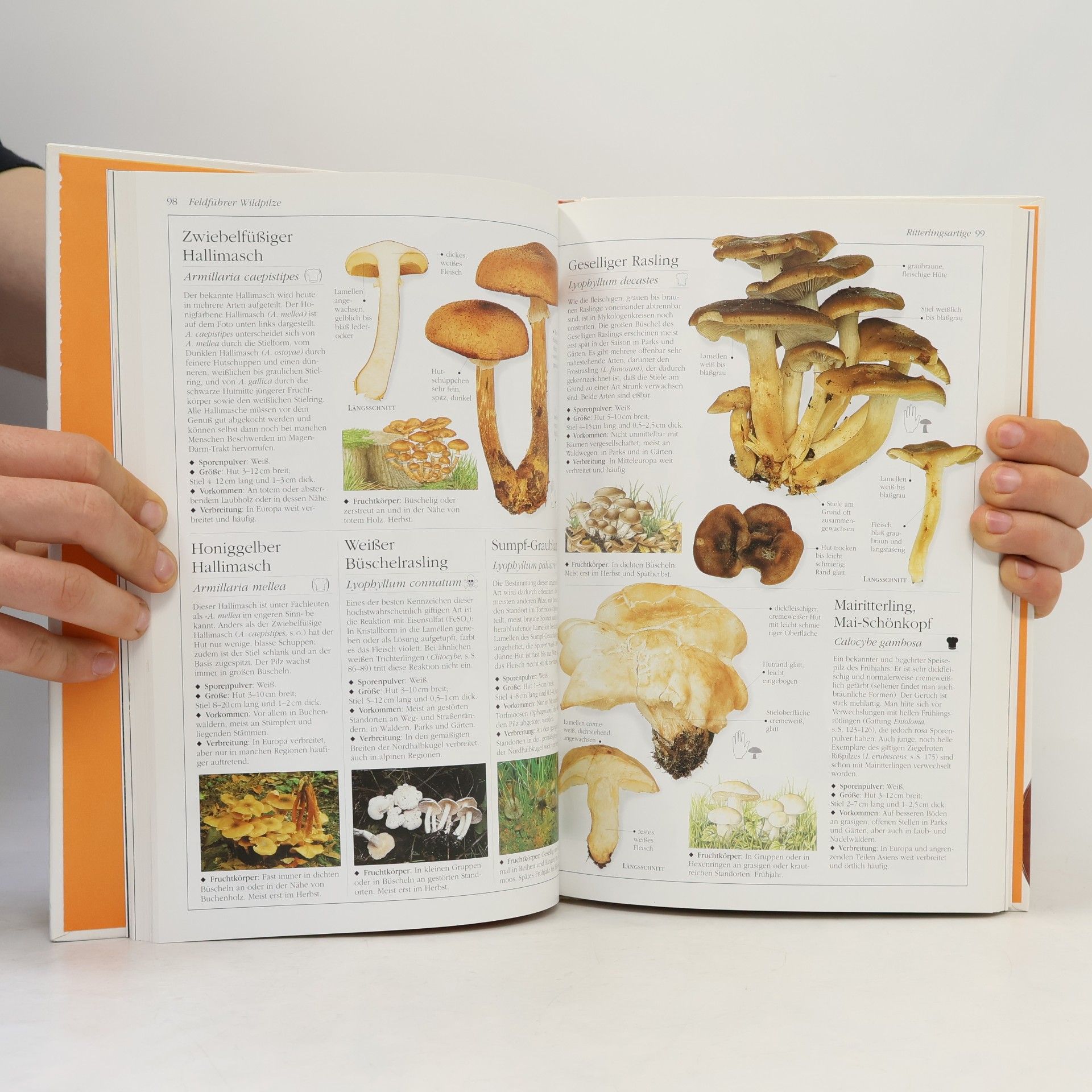 Thomas Lessøe Der Pilz-Atlas